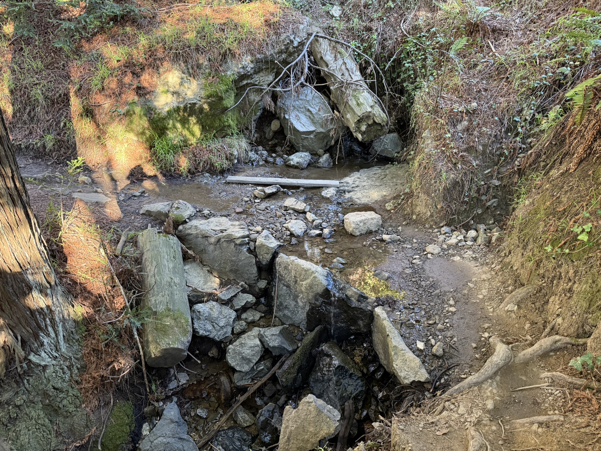 Dipsea Trail