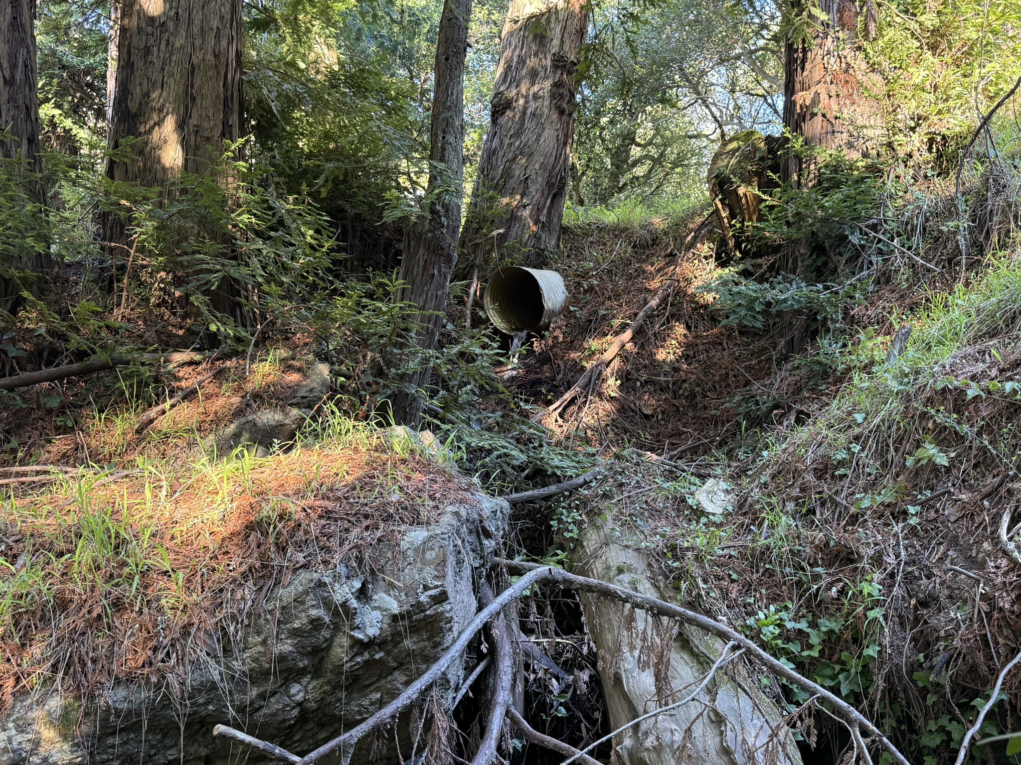 Dipsea Trail