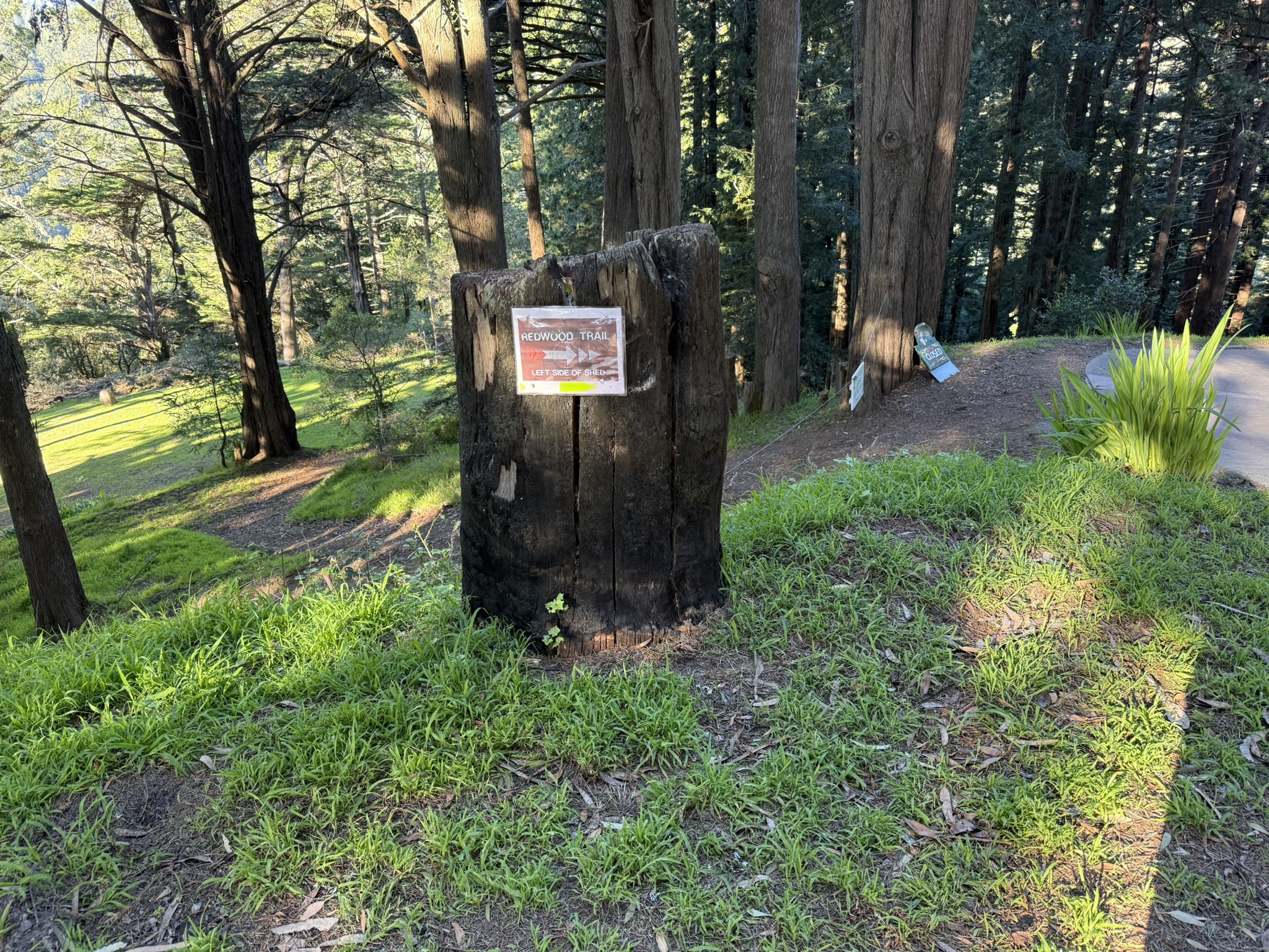 Redwood Trail