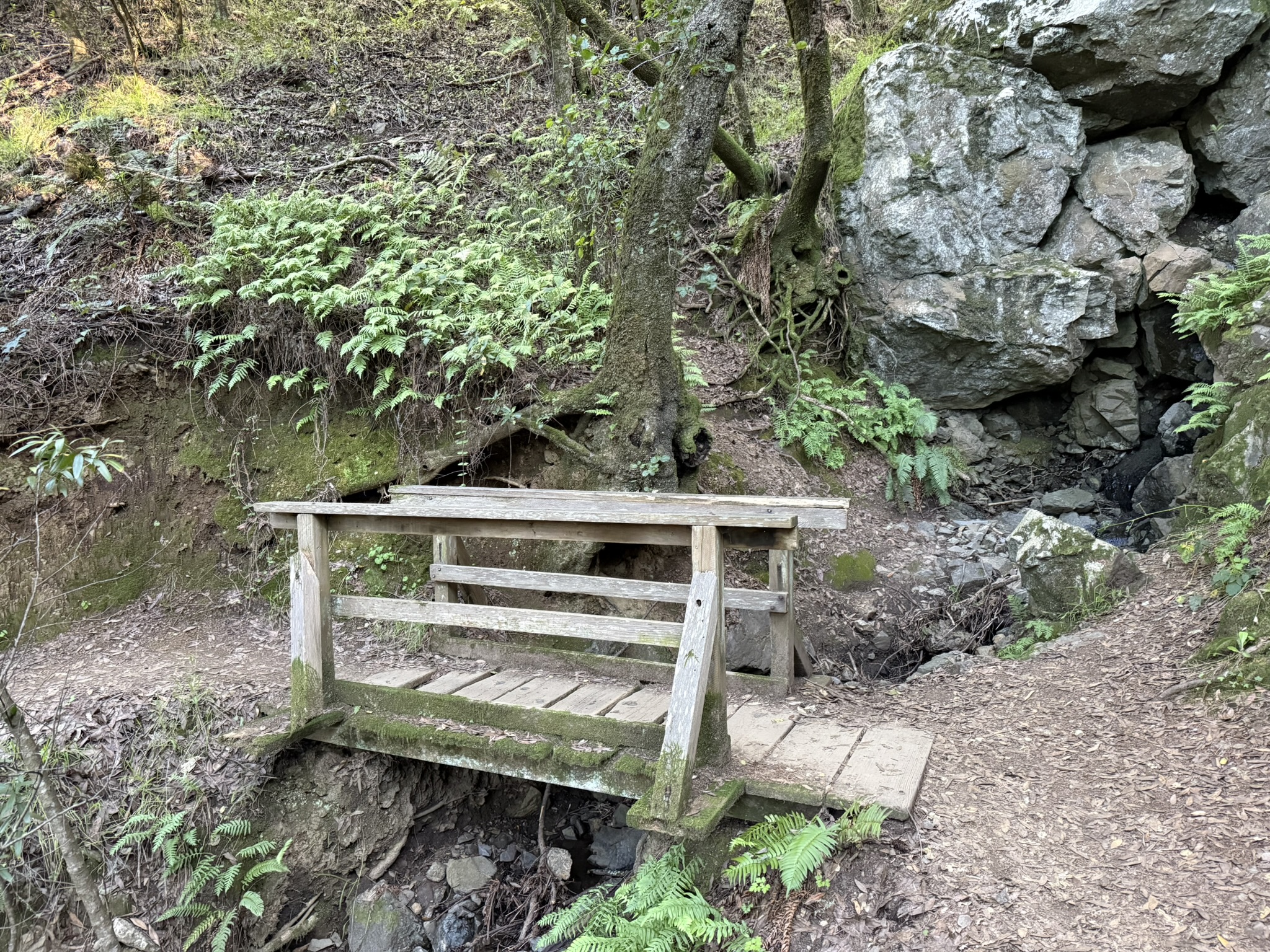 Redwood Trail