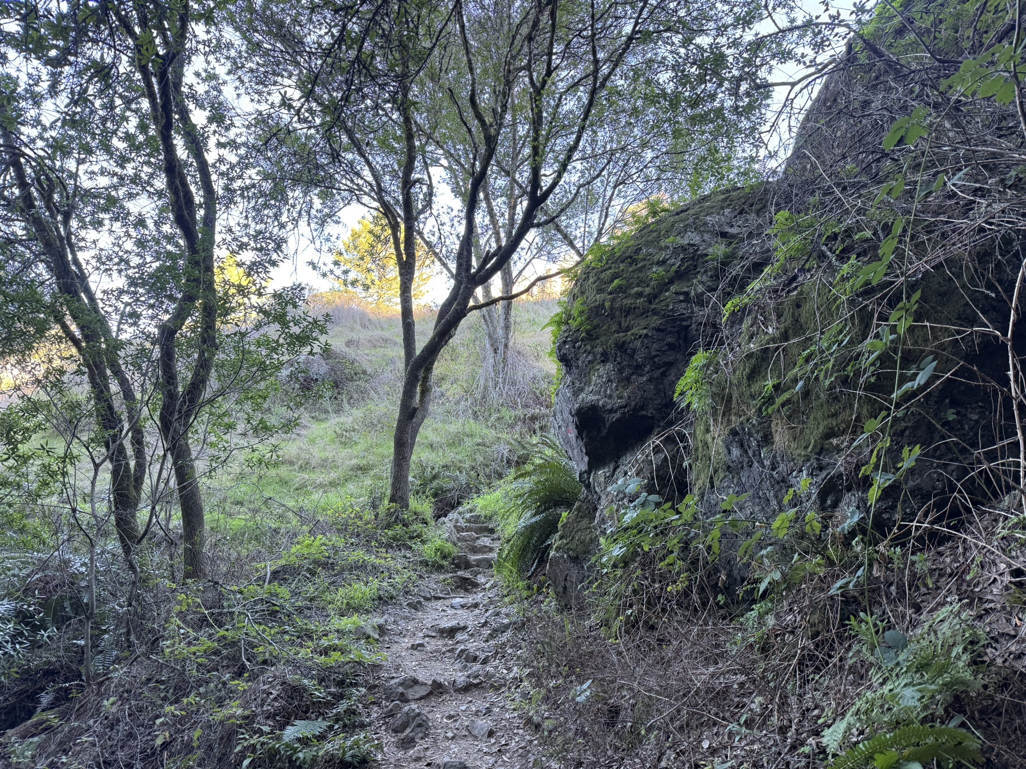 Redwood Trail