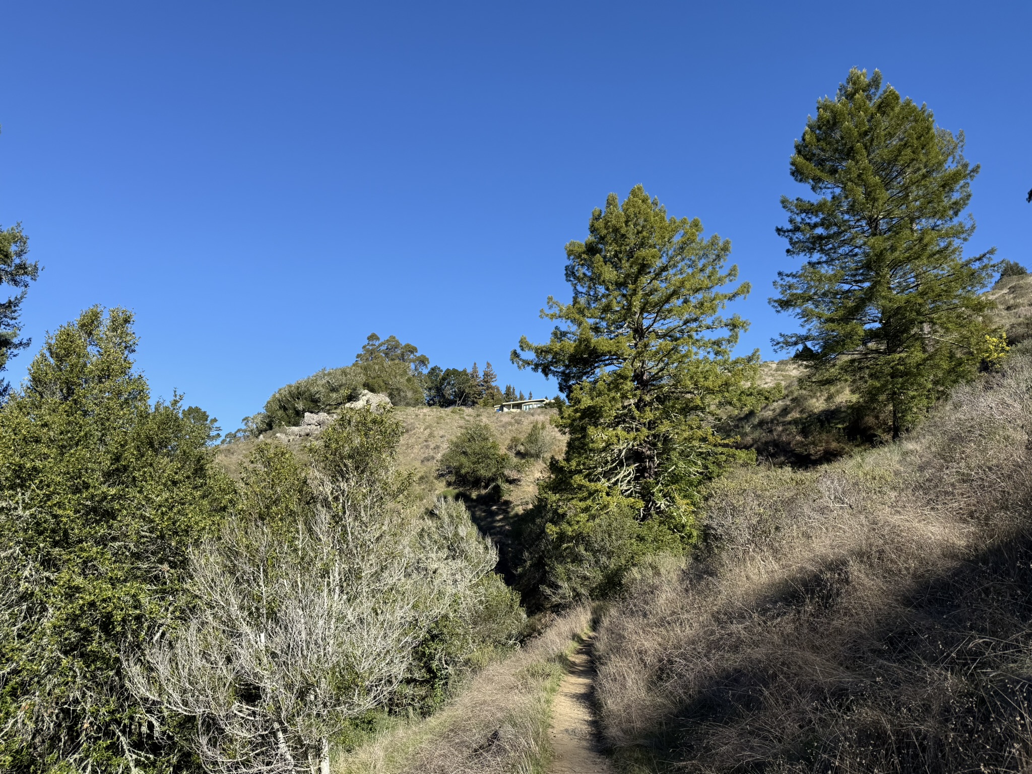 Redwood Trail