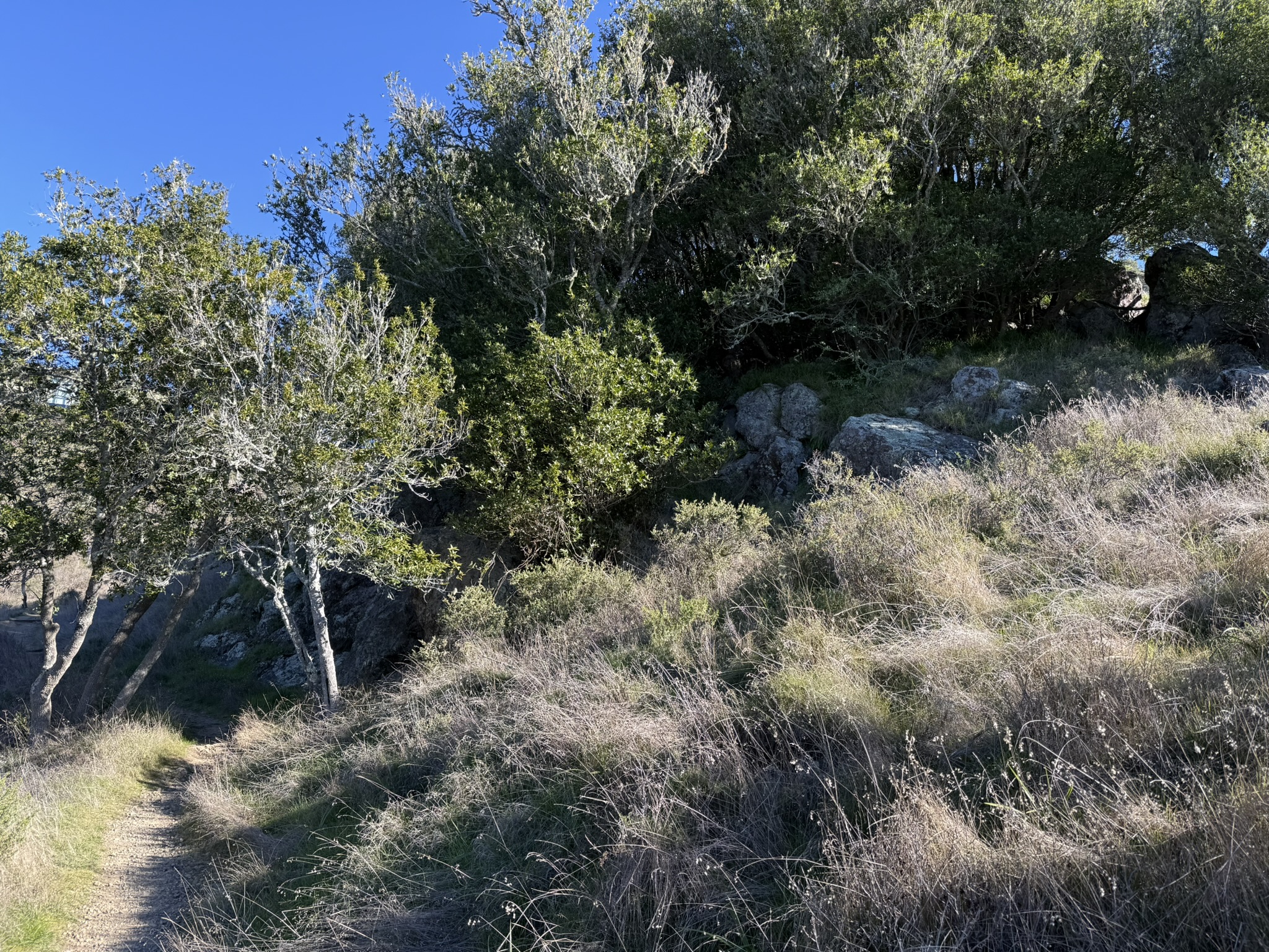 Redwood Trail