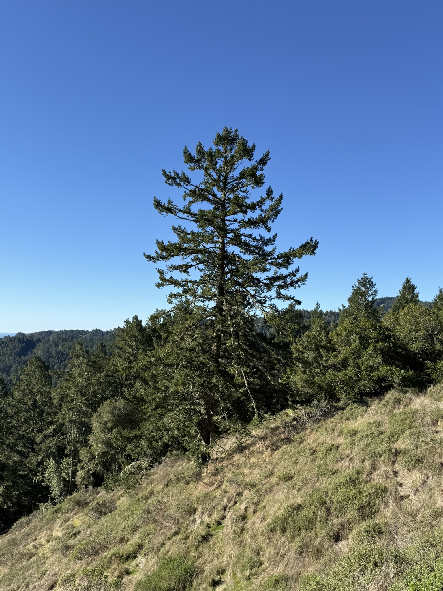 Panoramic Trail