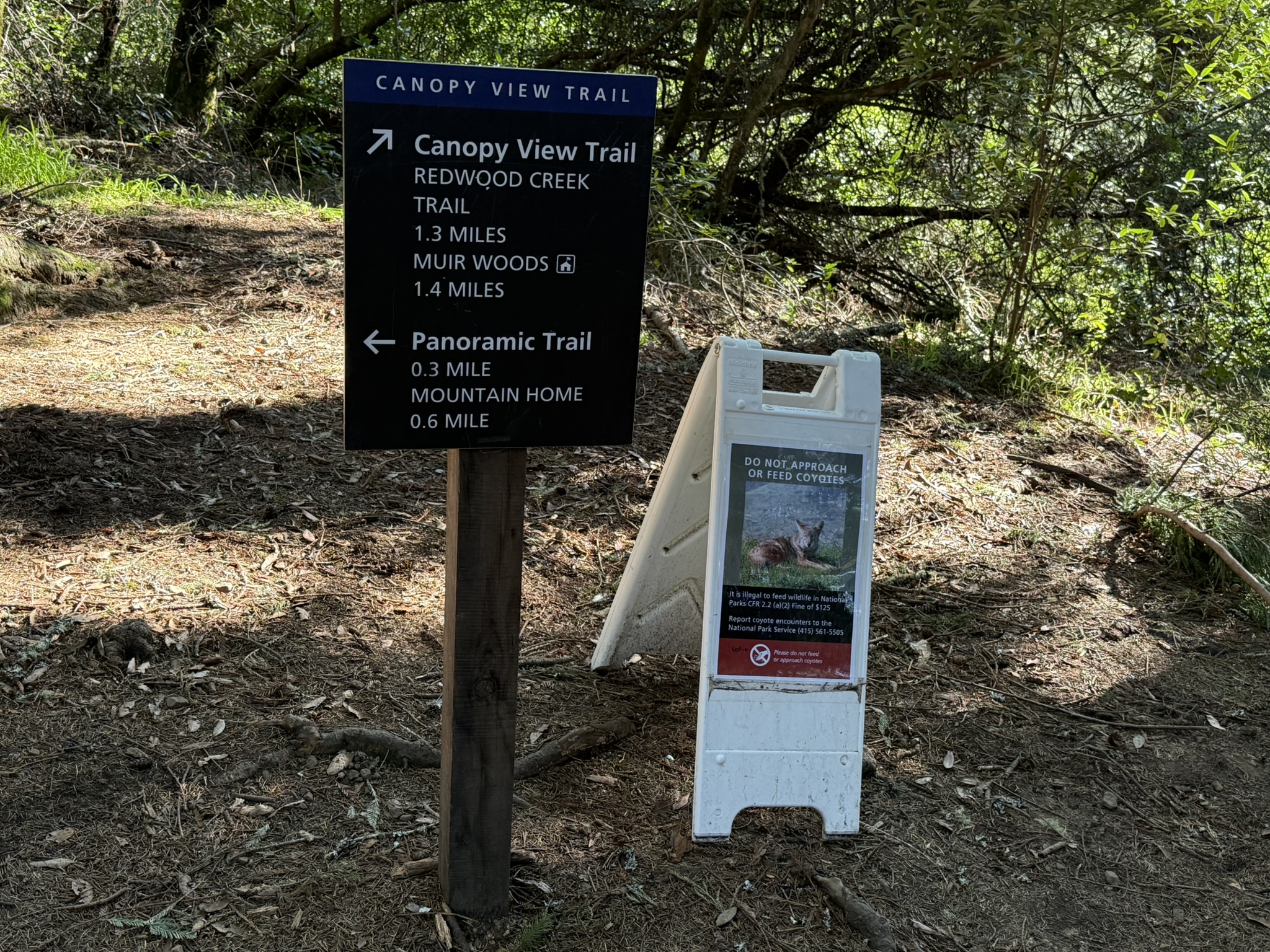 Canopy View Trail