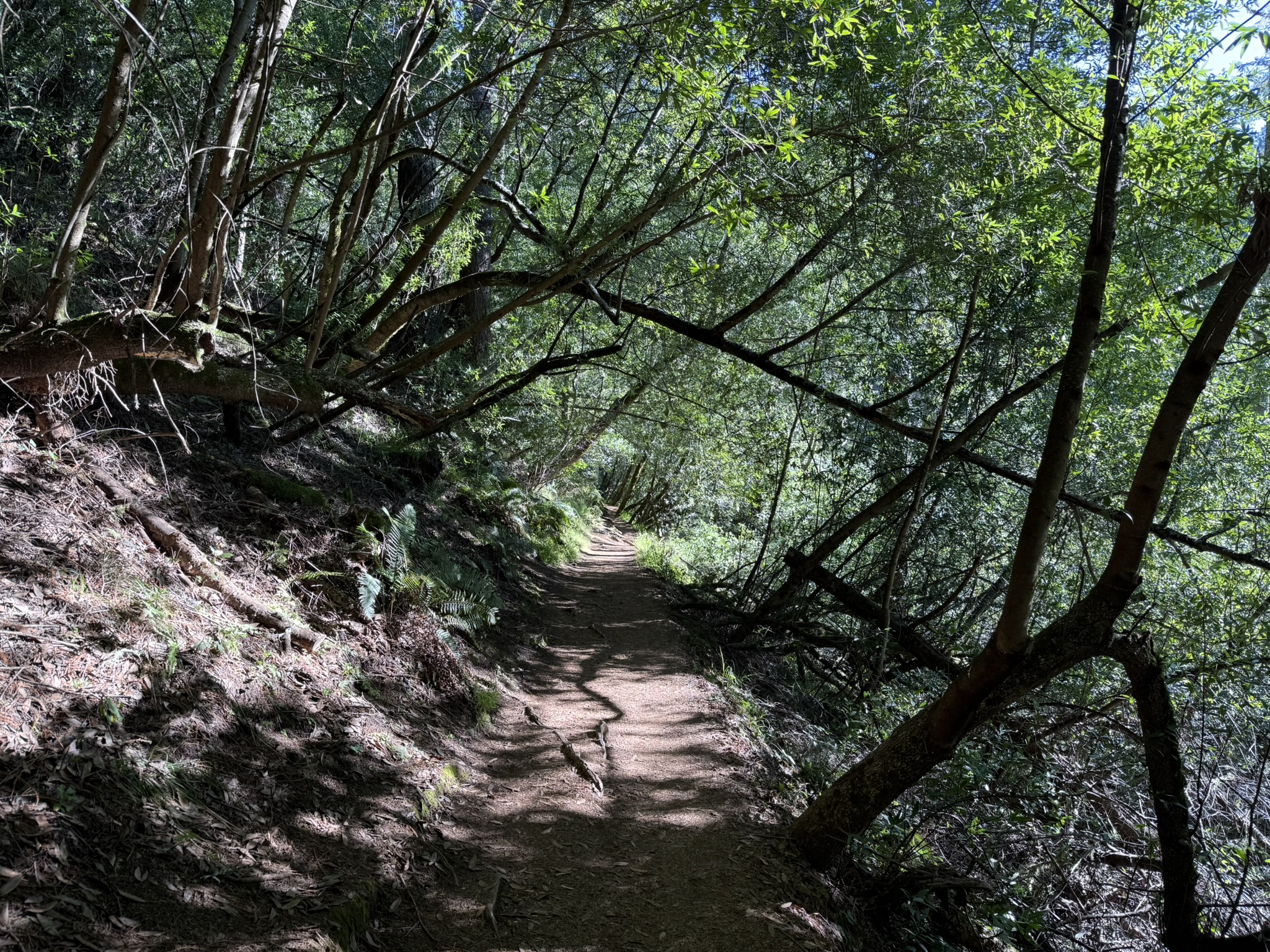 Canopy View Trail