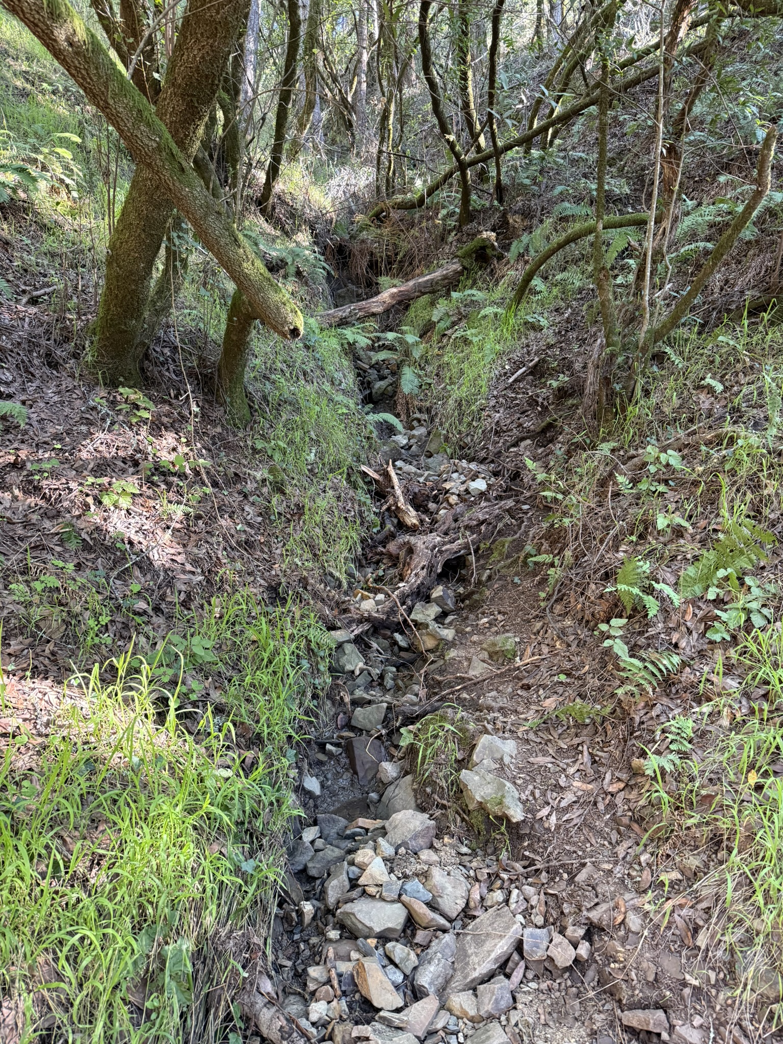 Canopy View Trail