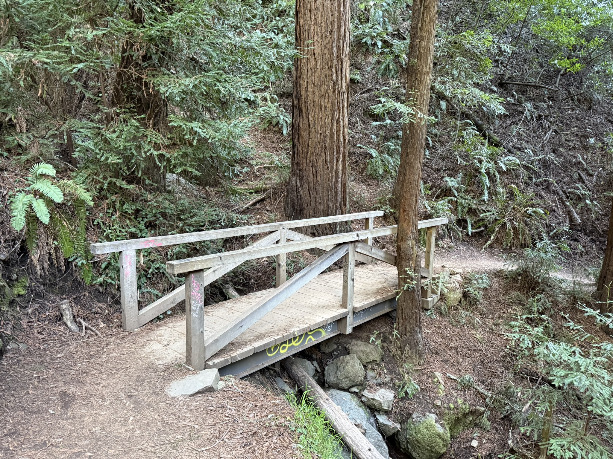 Canopy View Trail