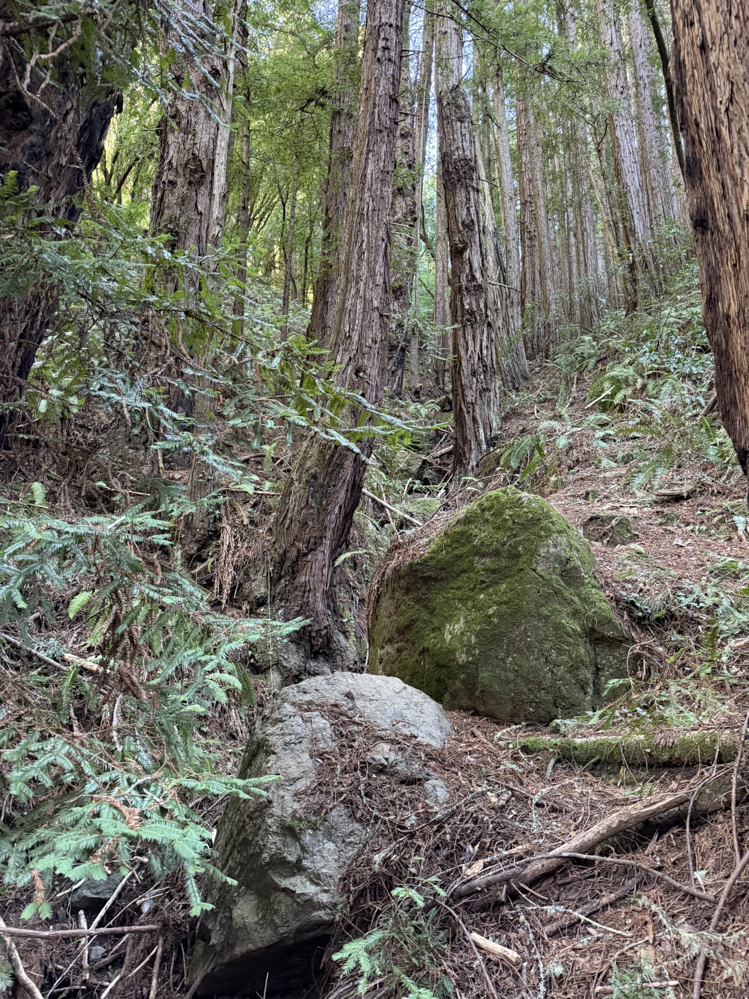 Canopy View Trail