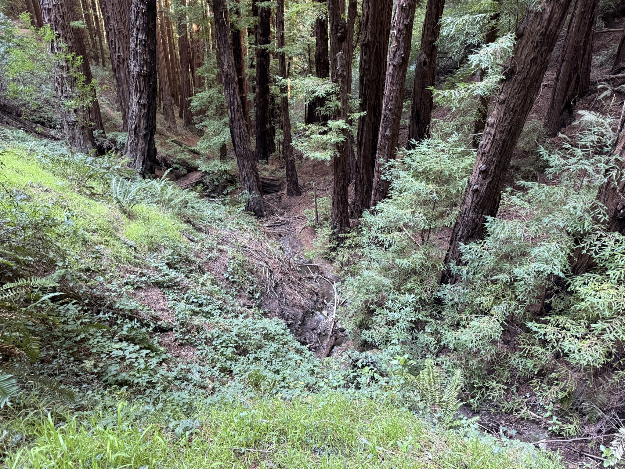 Canopy View Trail