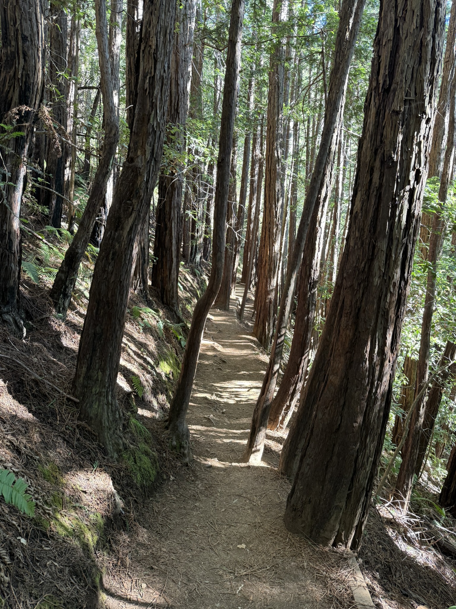 Canopy View Trail