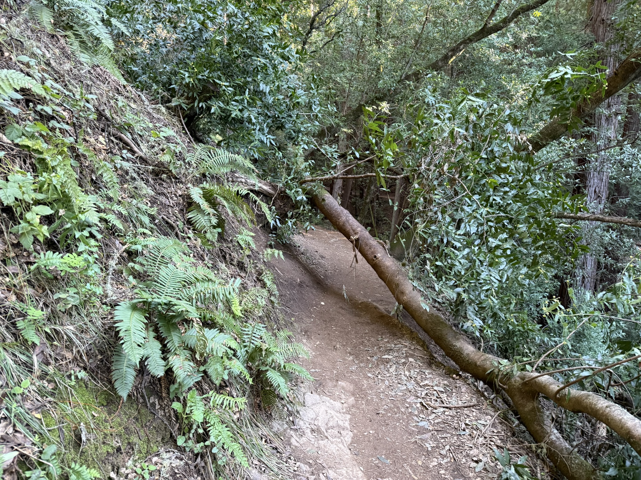 Canopy View Trail