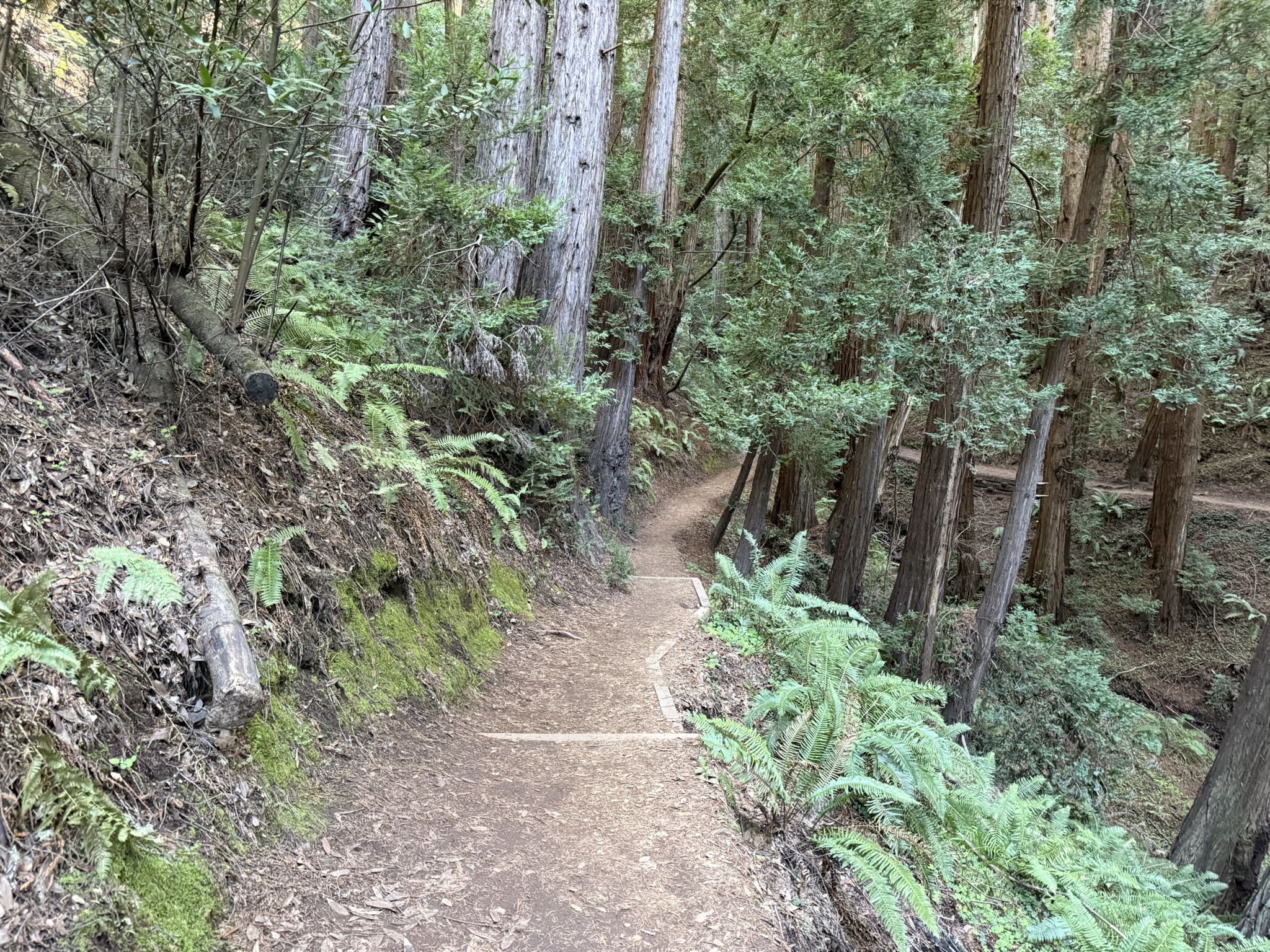 Canopy View Trail