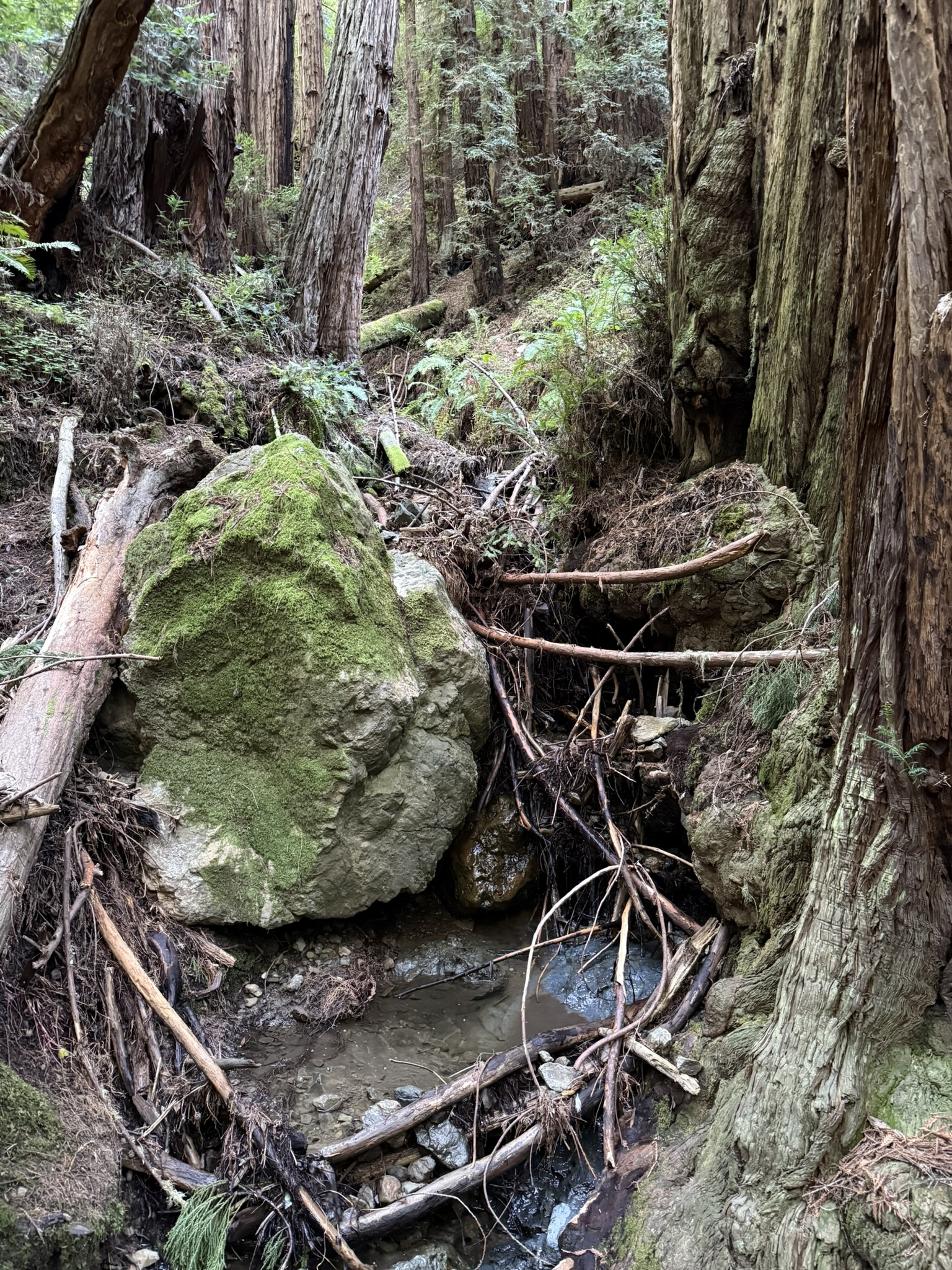 Canopy View Trail