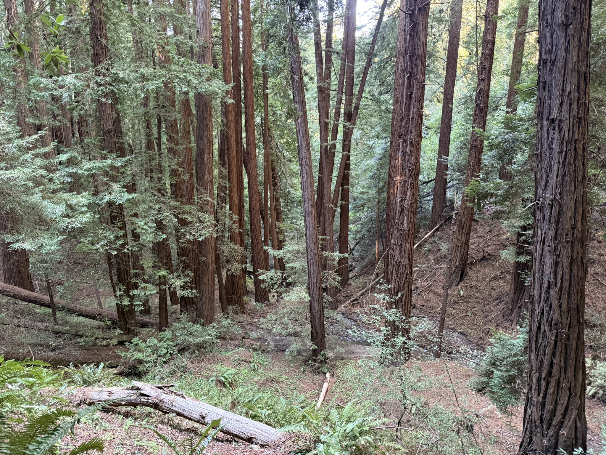 Canopy View Trail