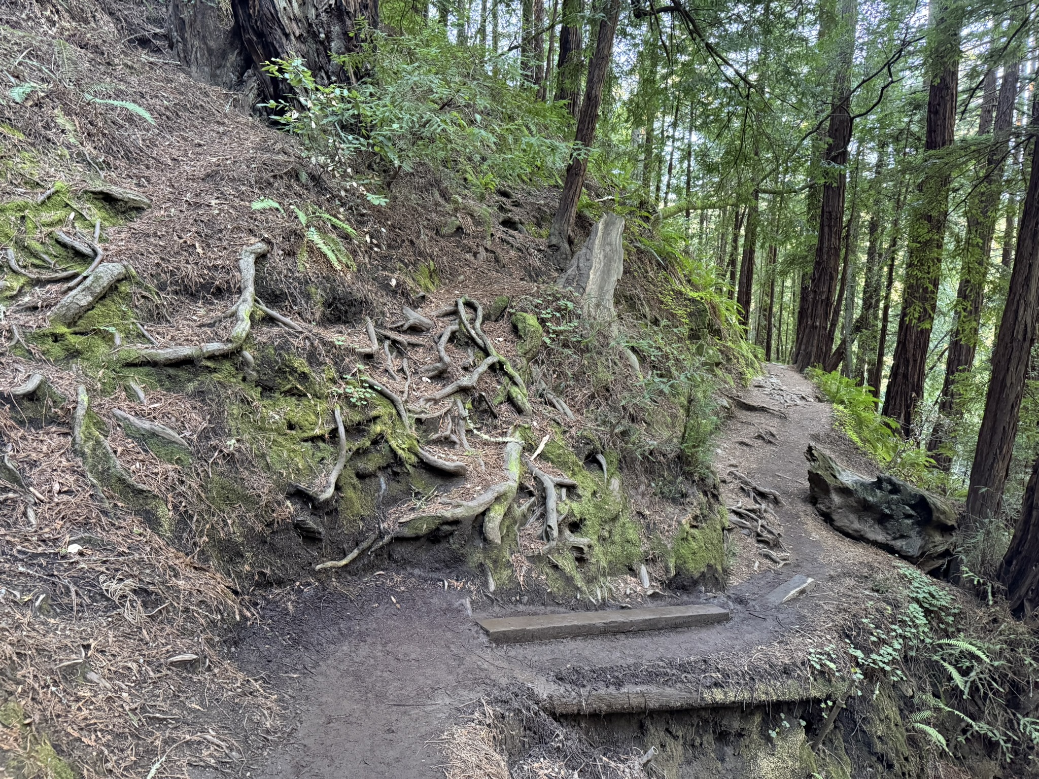 Canopy View Trail