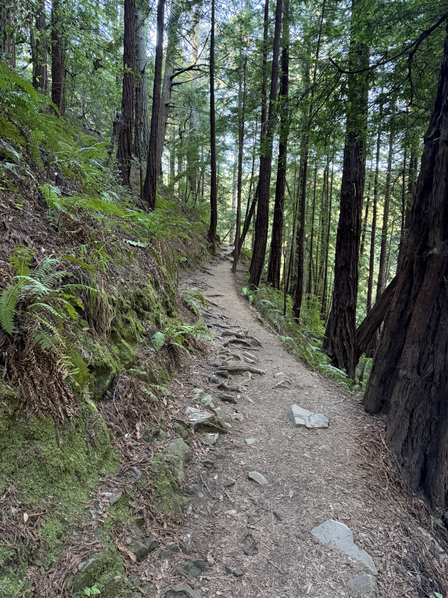 Canopy View Trail