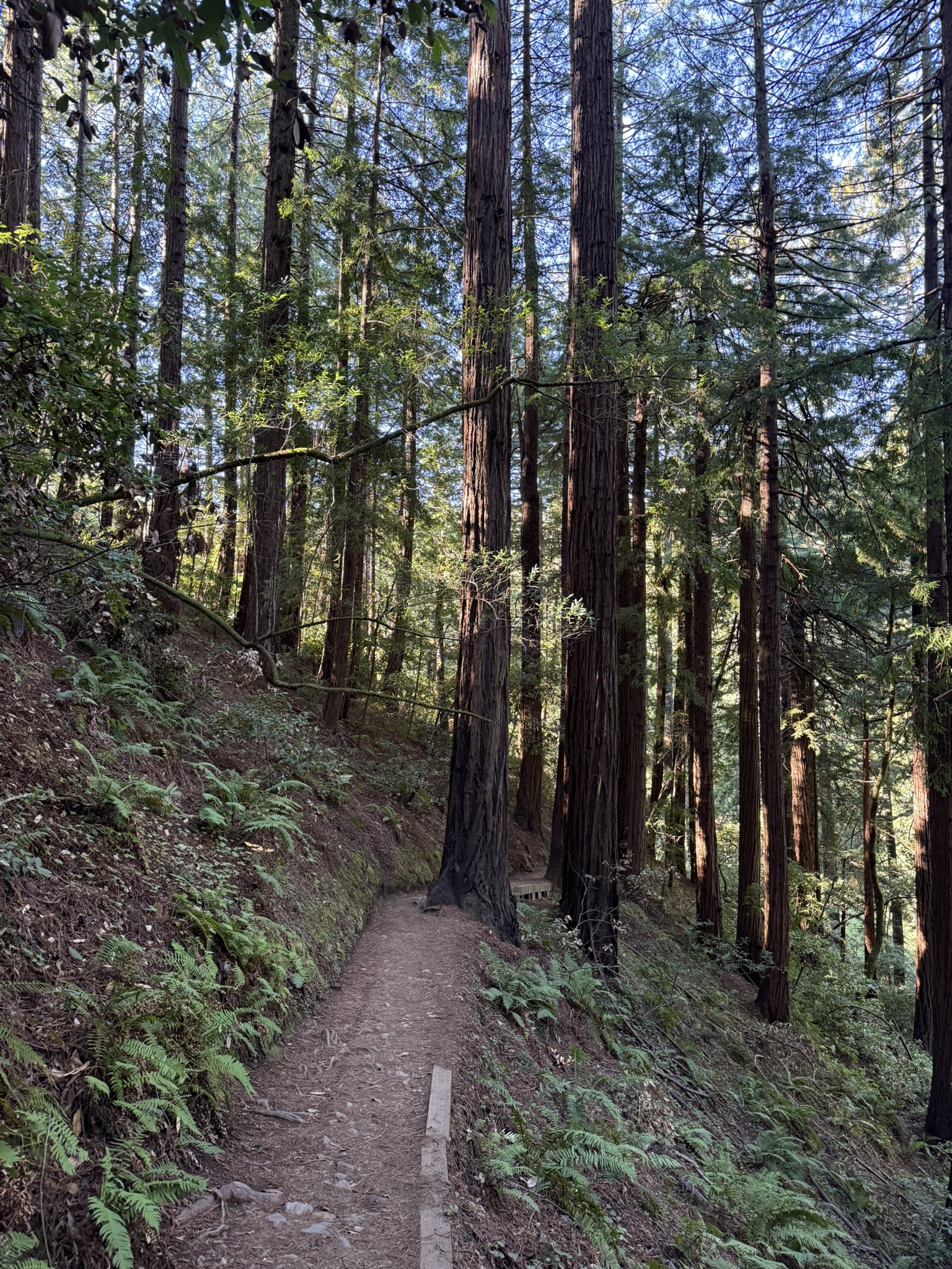 Canopy View Trail