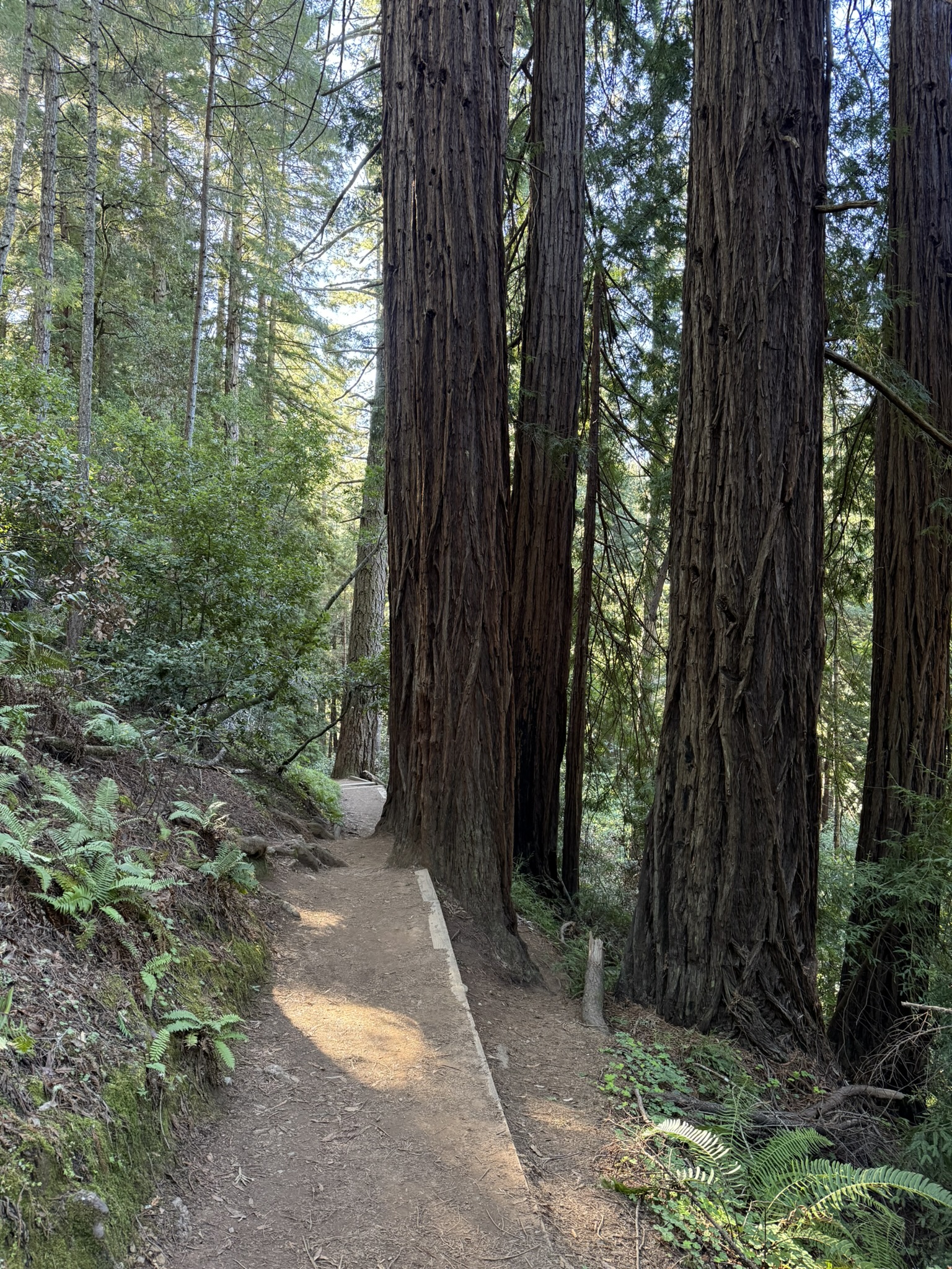 Canopy View Trail