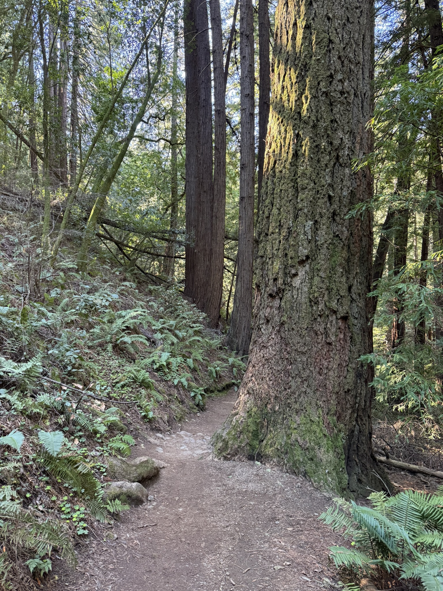 Canopy View Trail