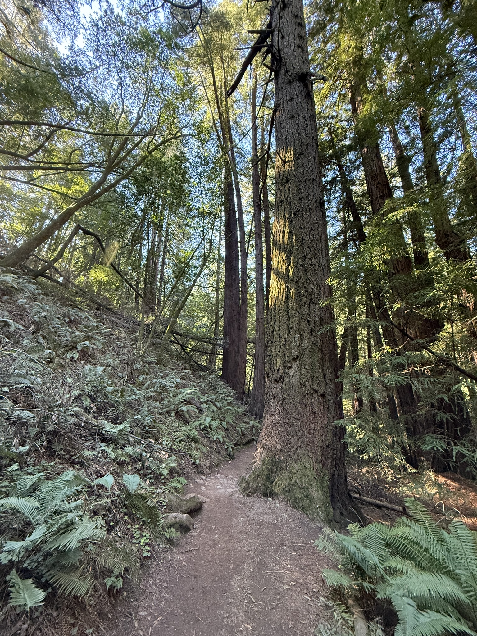 Canopy View Trail