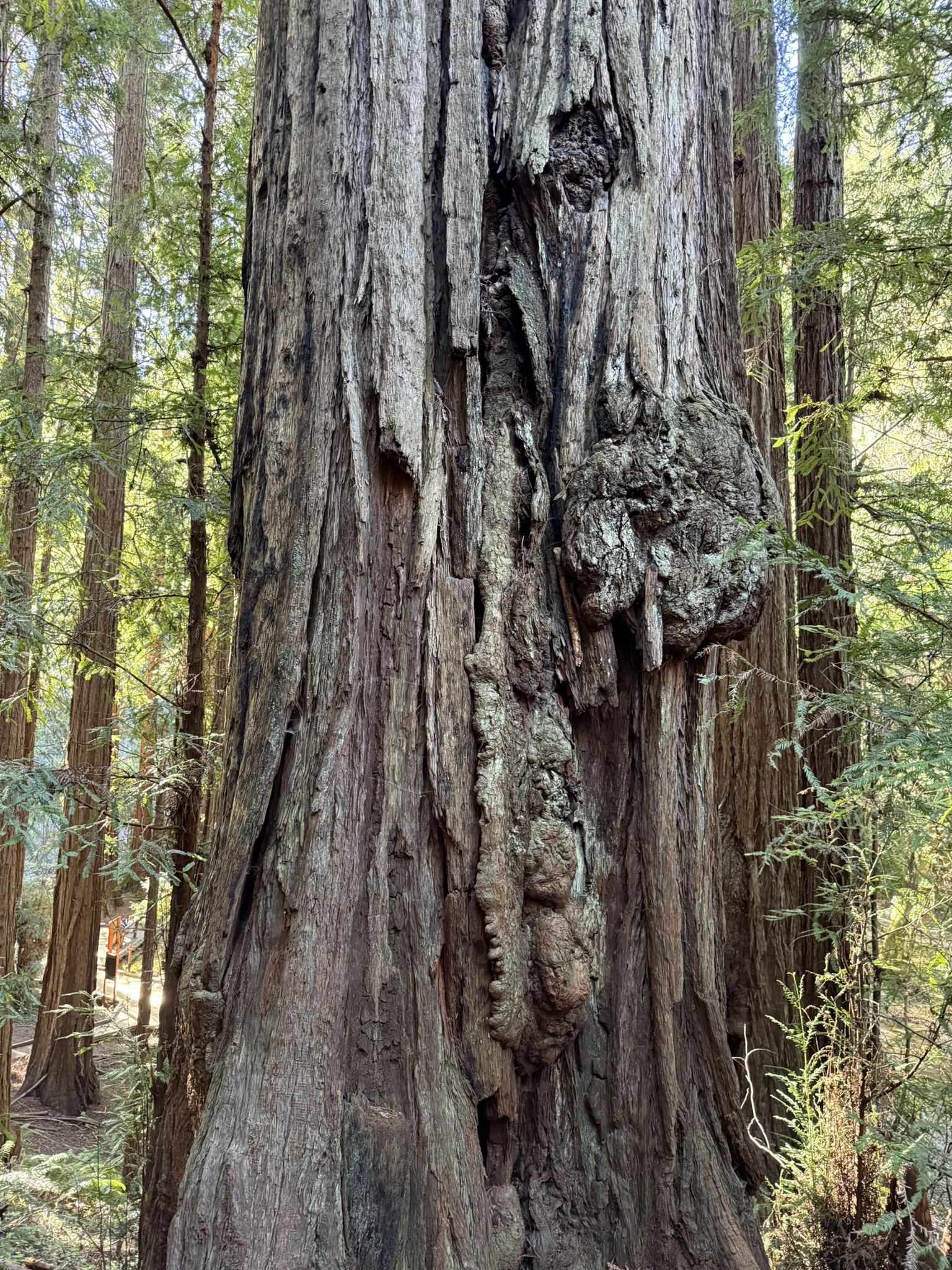 Canopy View Trail