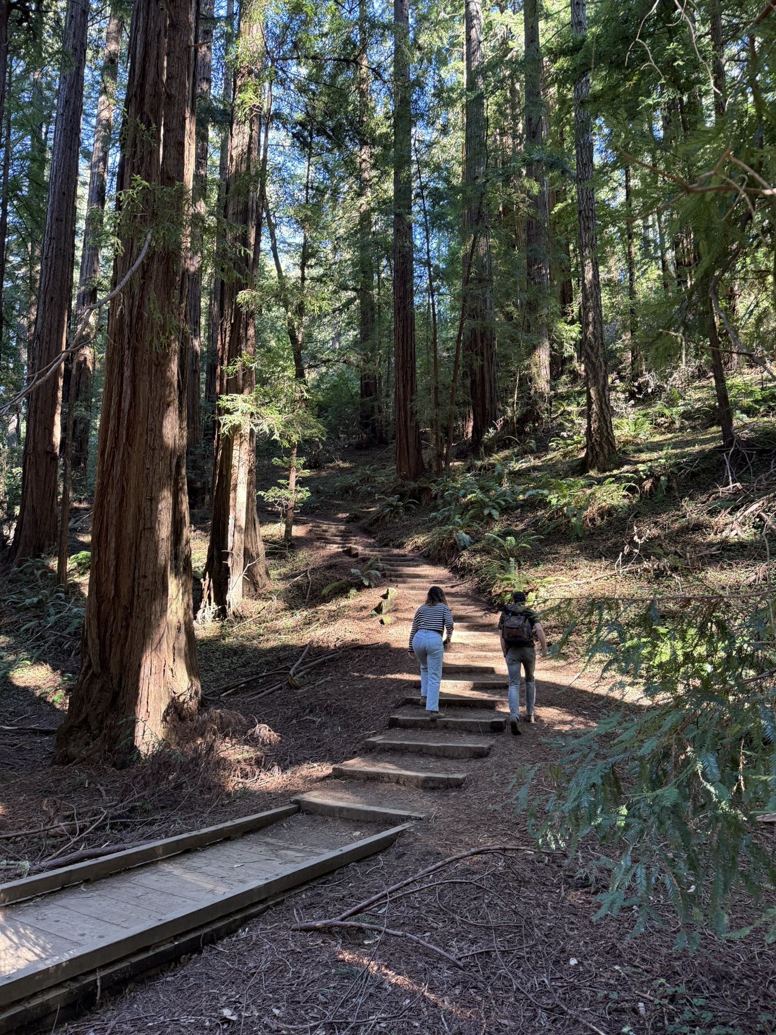 Canopy View Trail