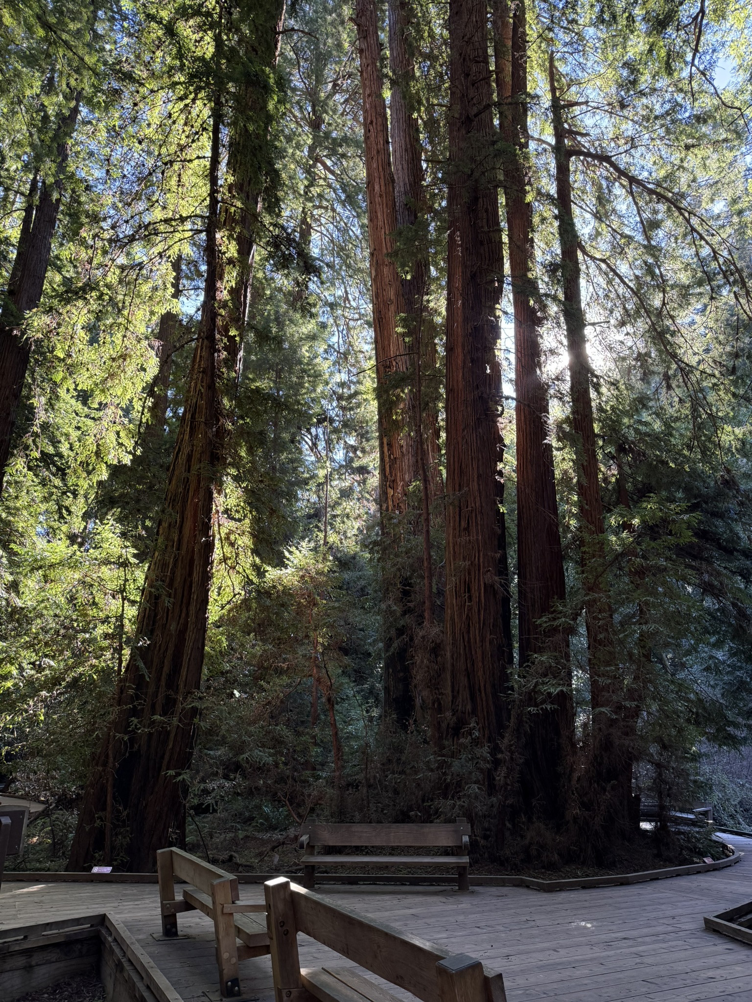 Muir Woods National Monument