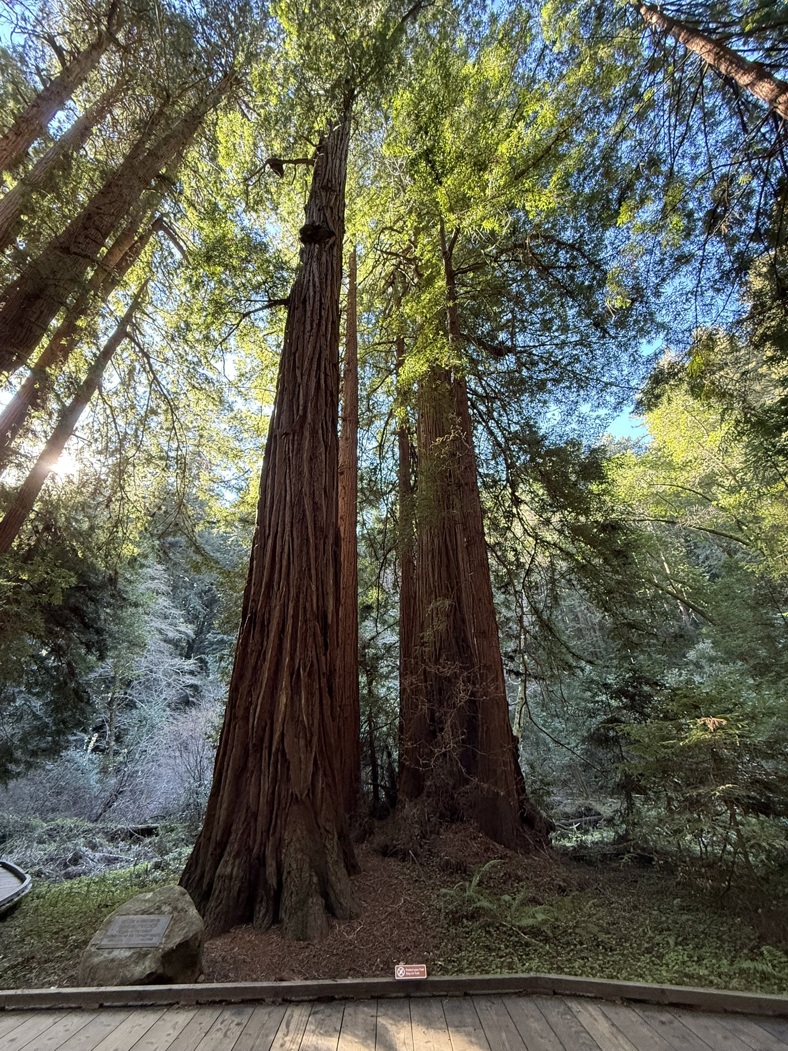 Muir Woods National Monument