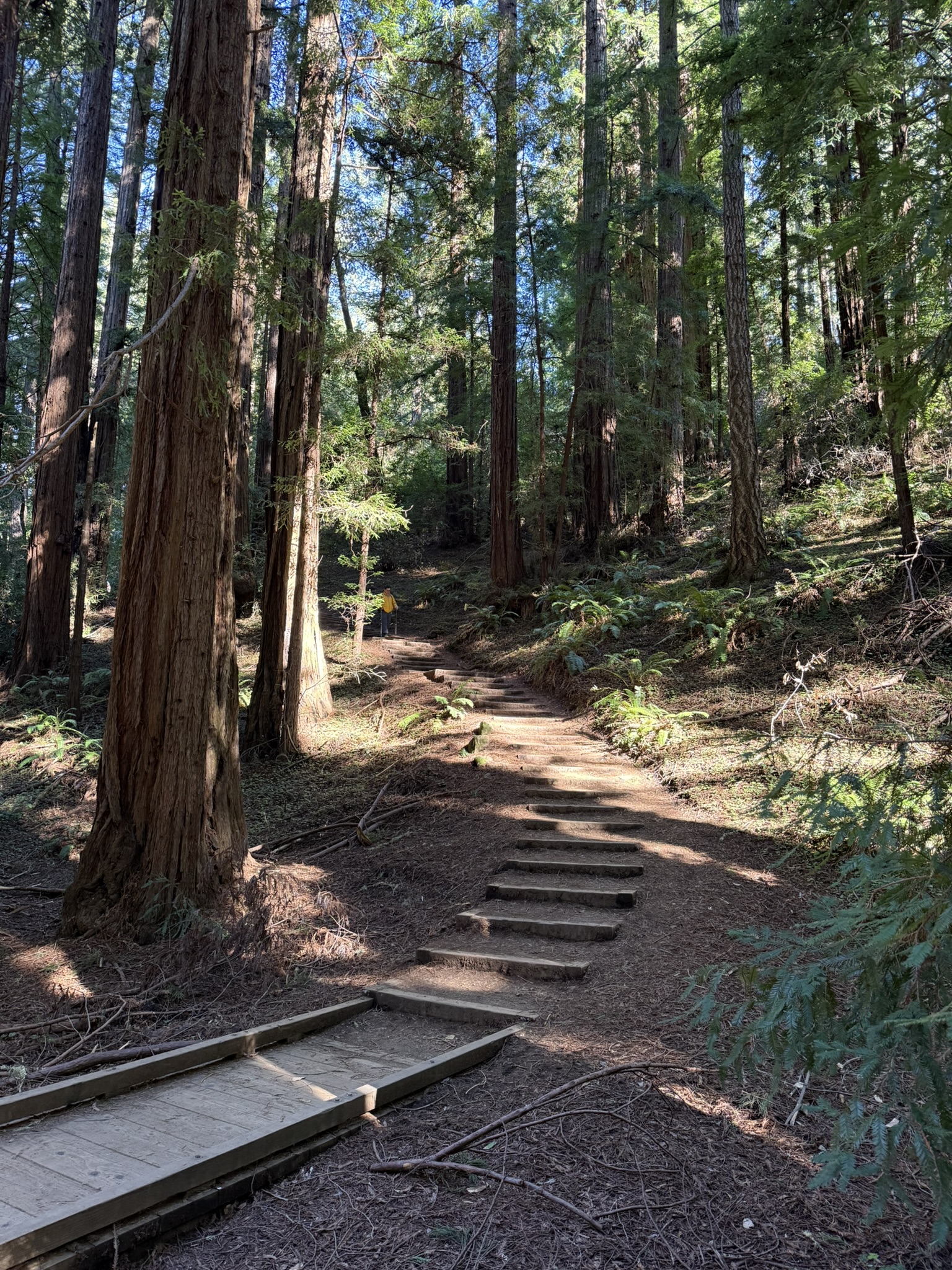 Muir Woods National Monument