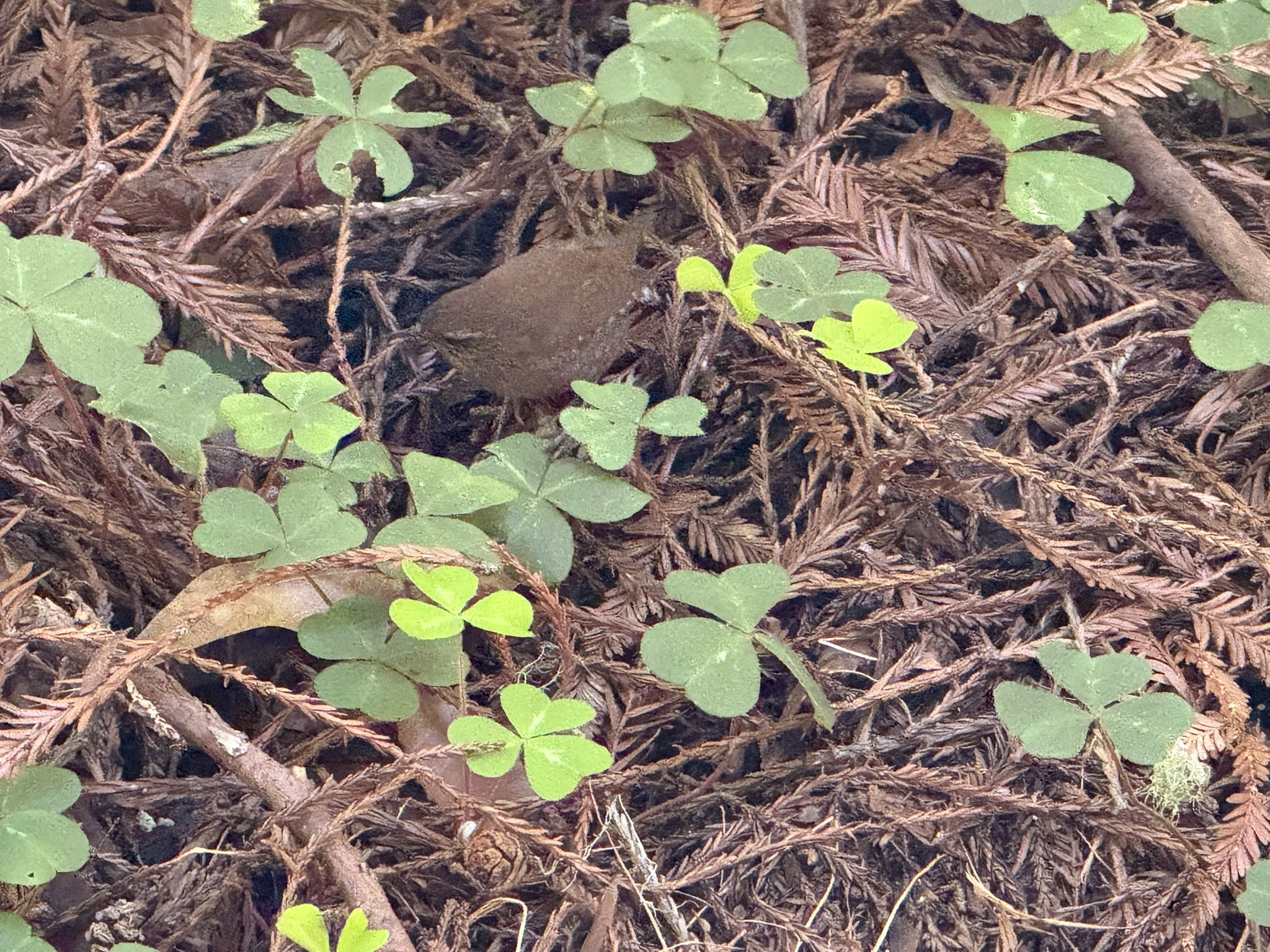 Eurasian Wren