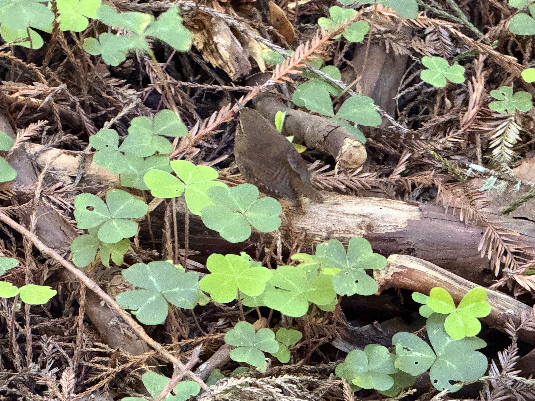 Eurasian Wren