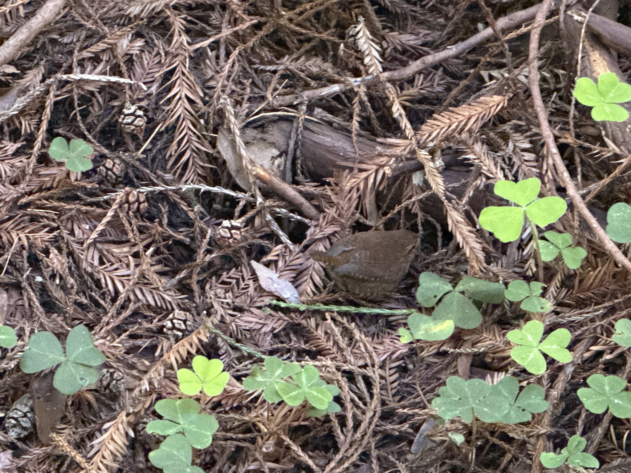 Eurasian Wren