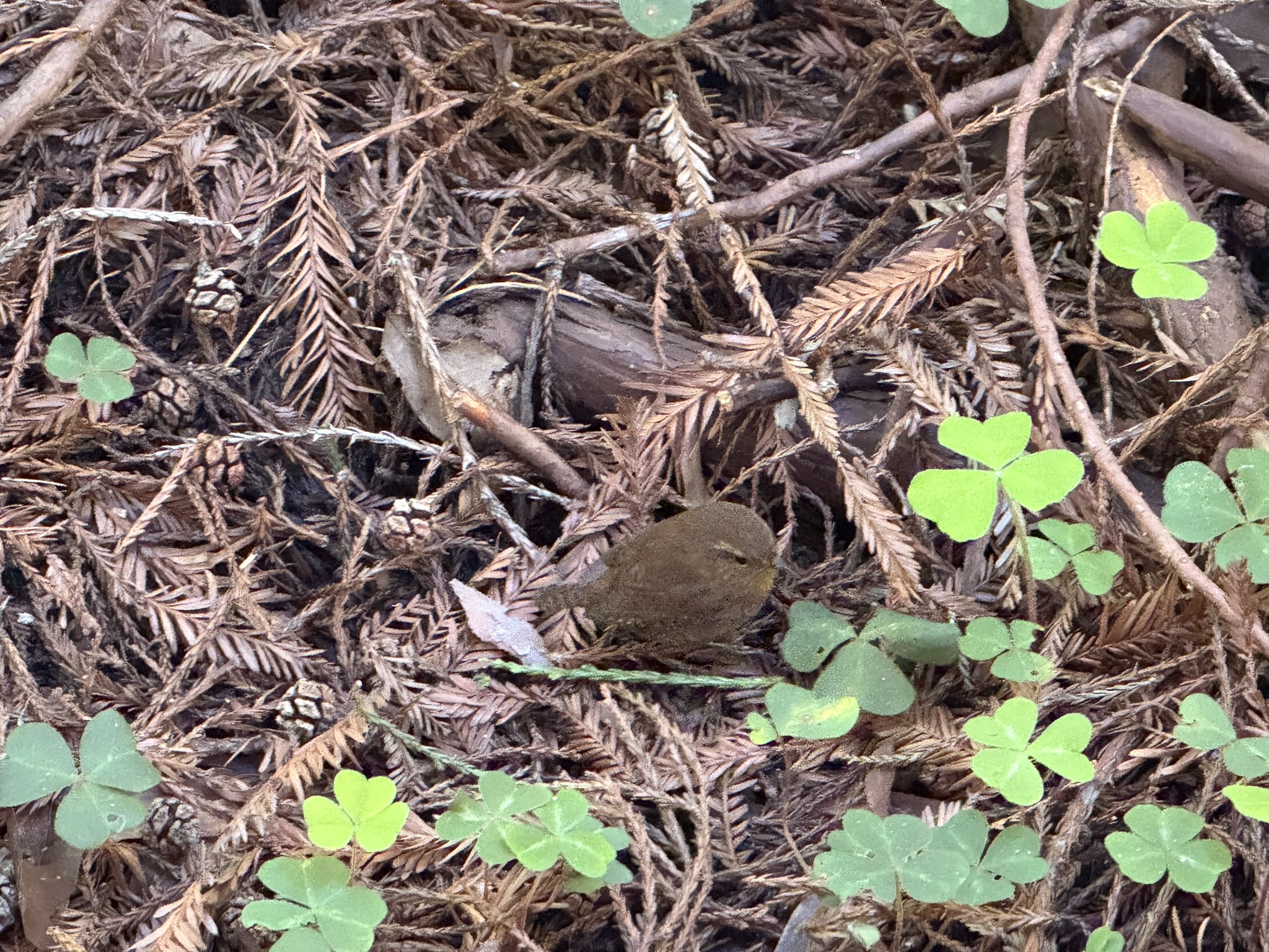 Eurasian Wren