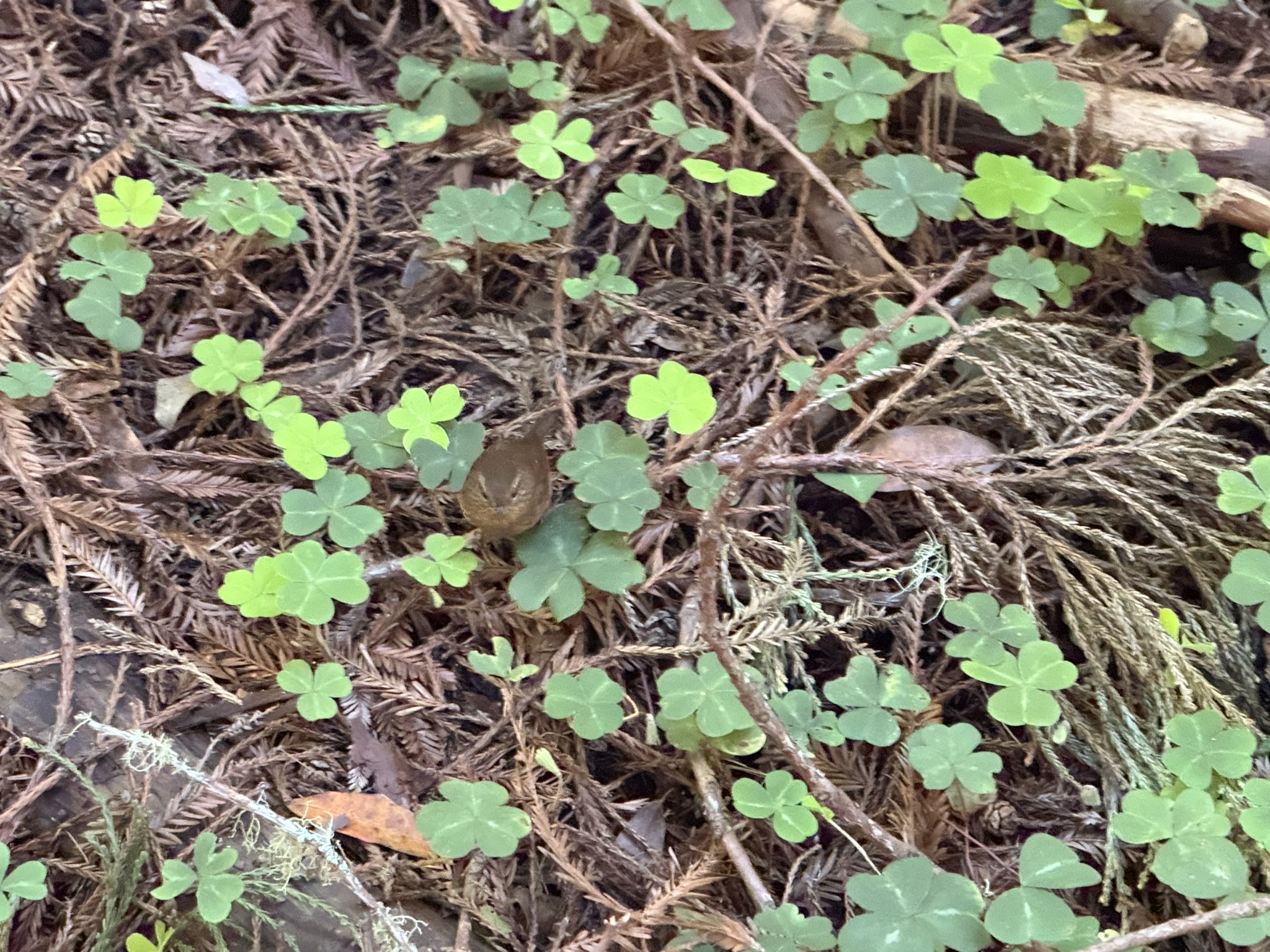 Eurasian Wren