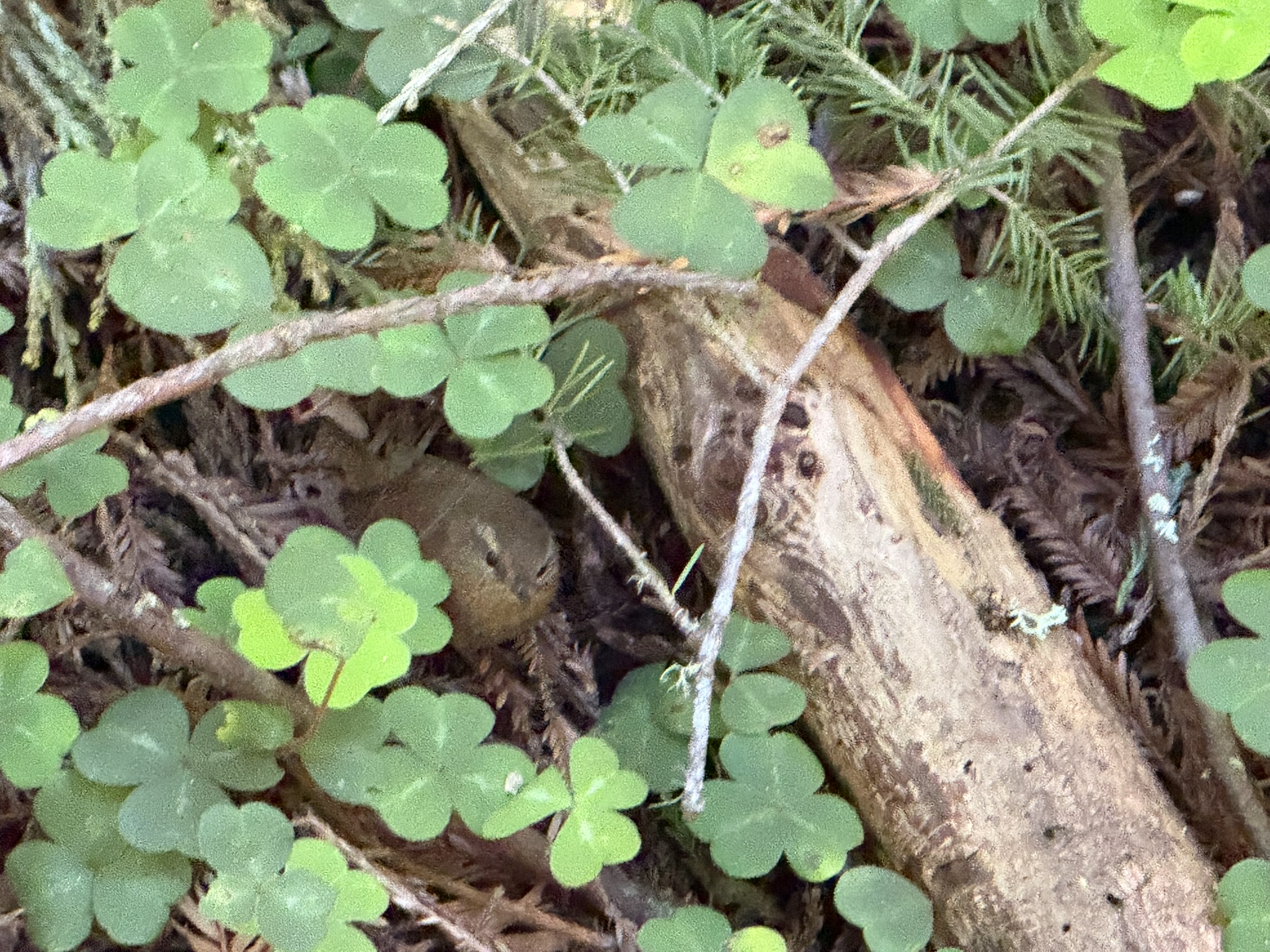 Eurasian Wren