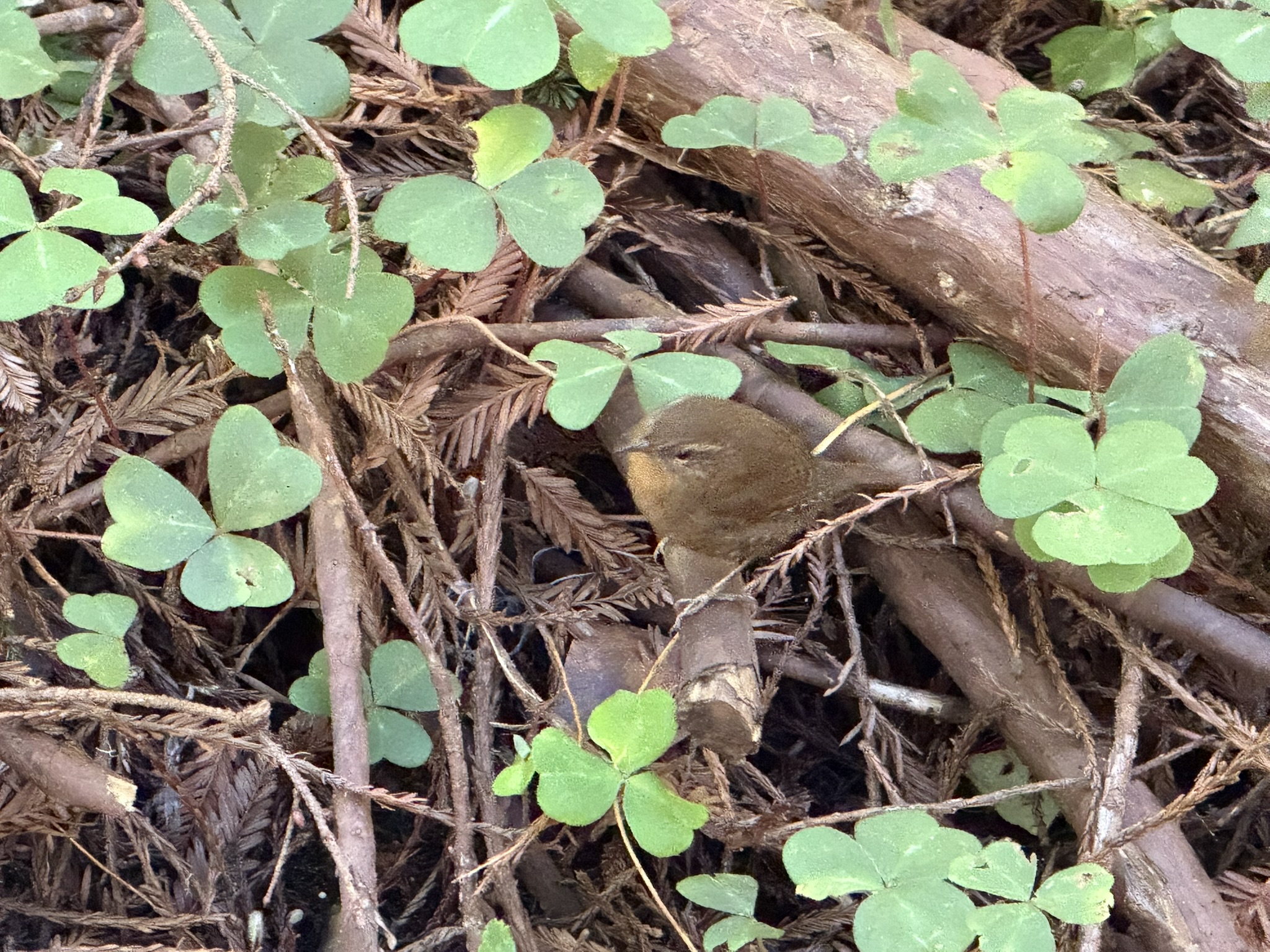 Eurasian Wren