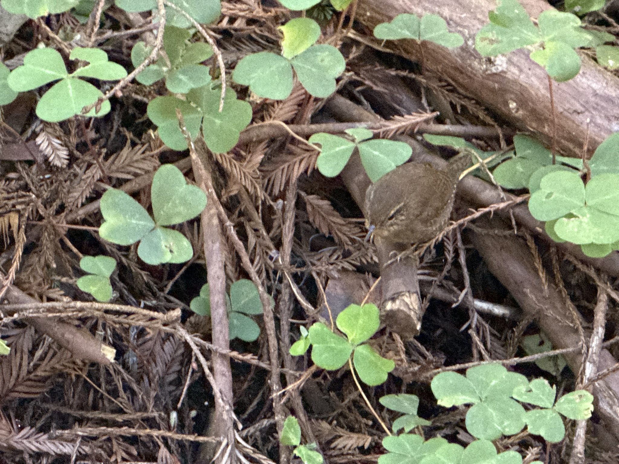 Eurasian Wren