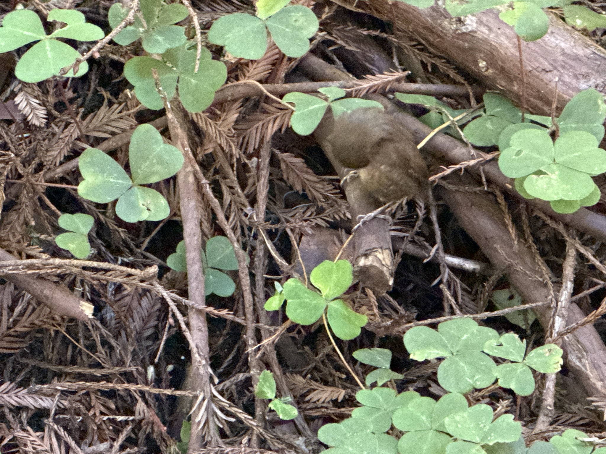 Eurasian Wren