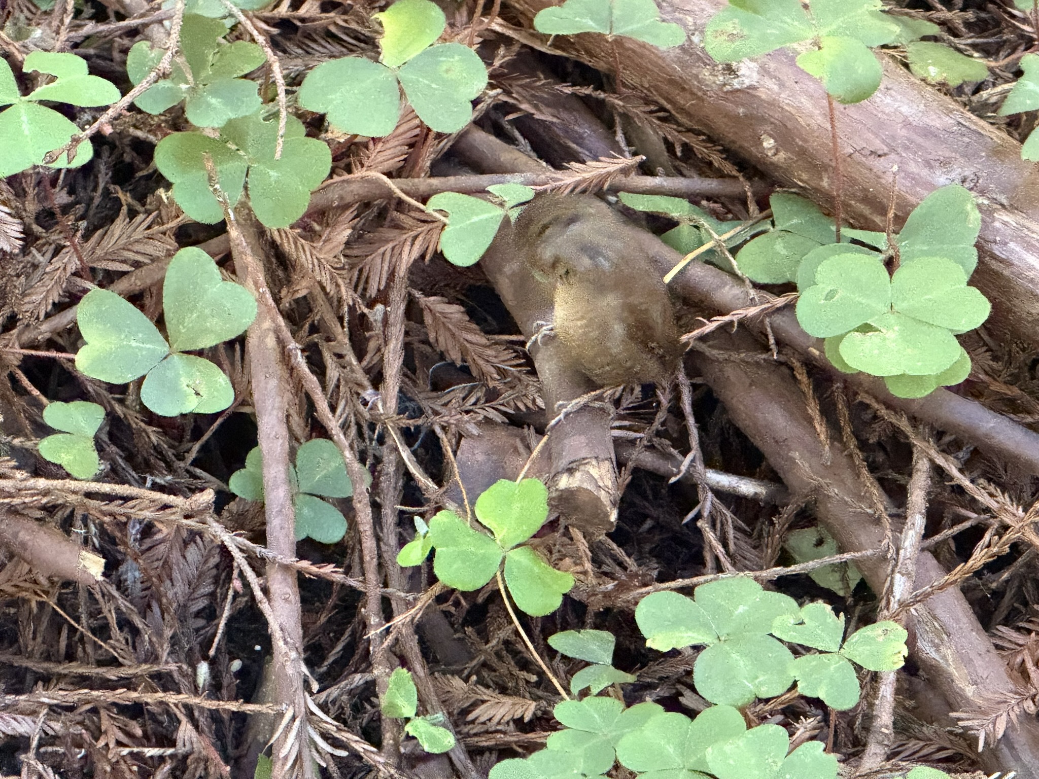 Eurasian Wren