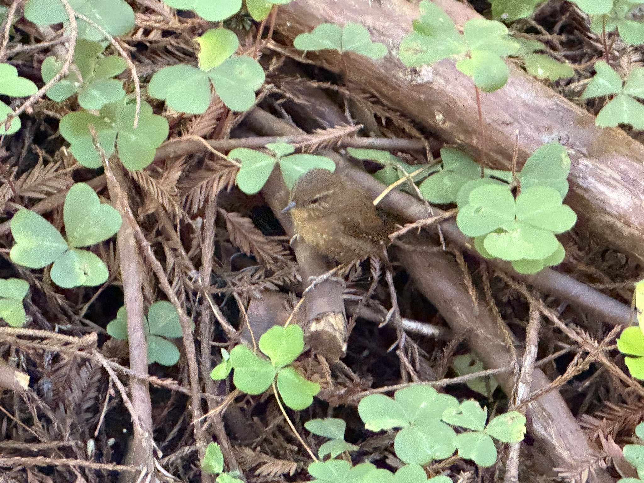 Eurasian Wren