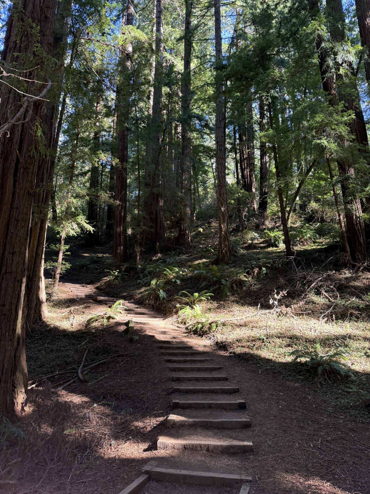 Muir Woods National Monument