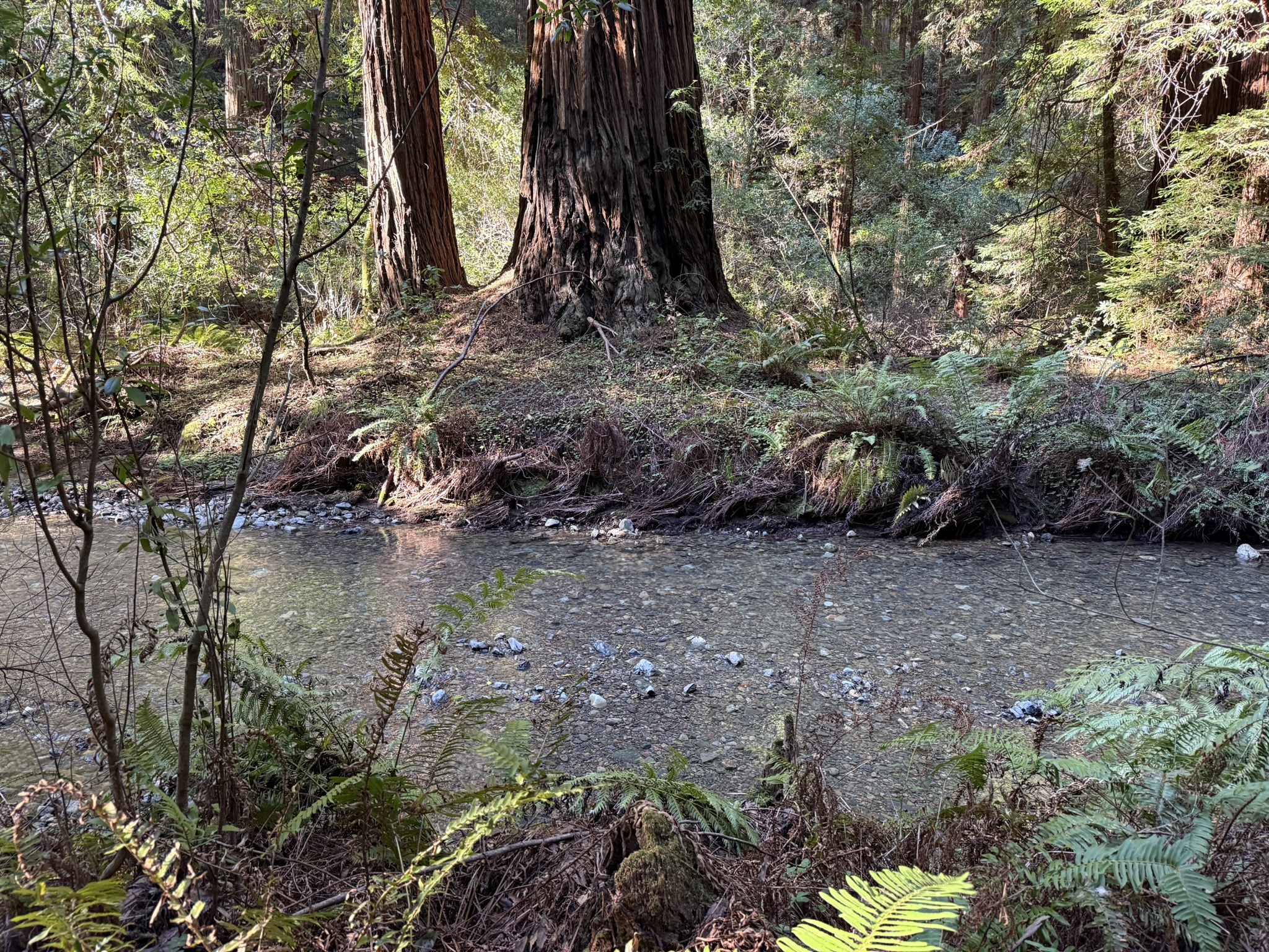 Muir Woods National Monument