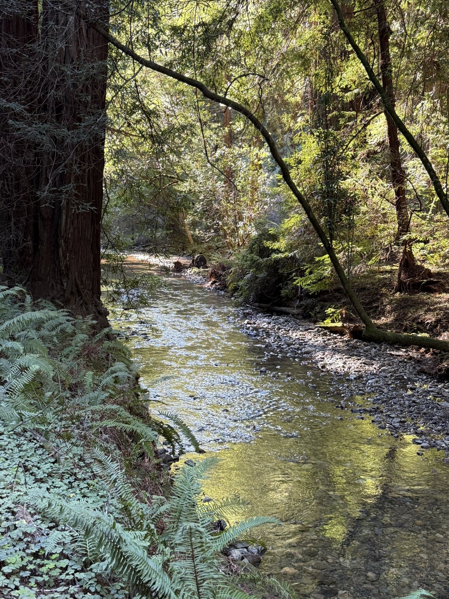 Muir Woods National Monument