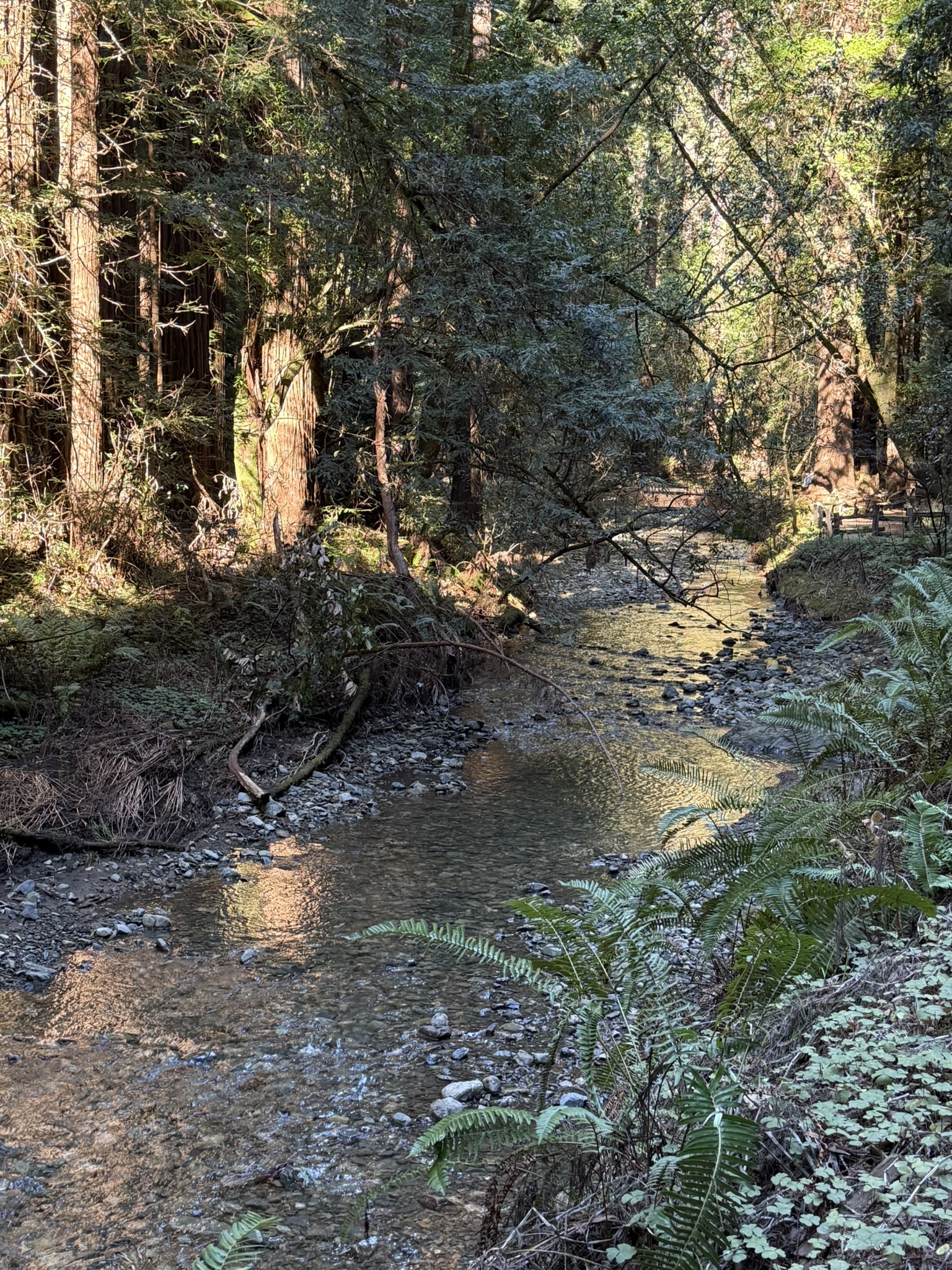 Muir Woods National Monument