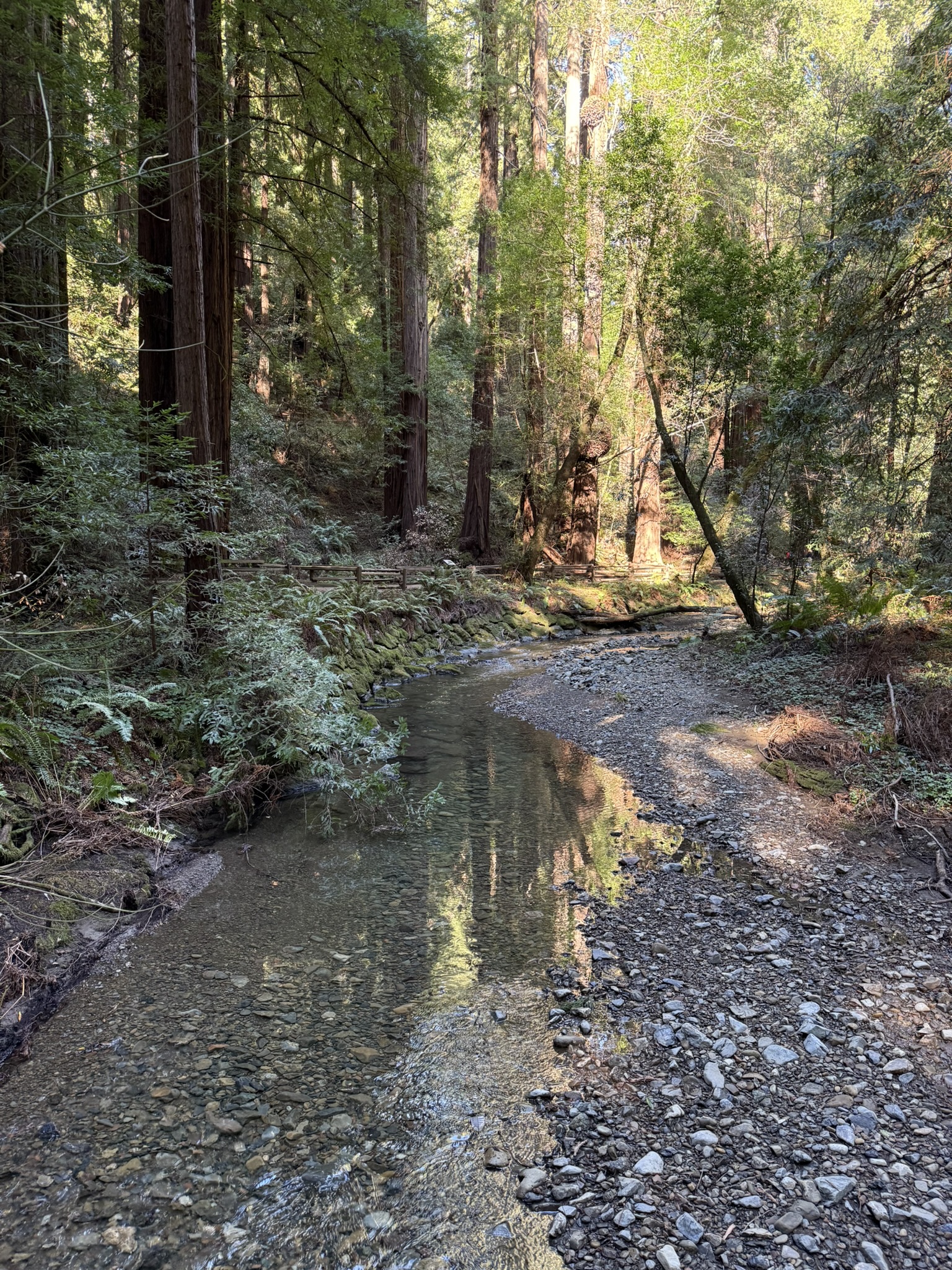 Muir Woods National Monument