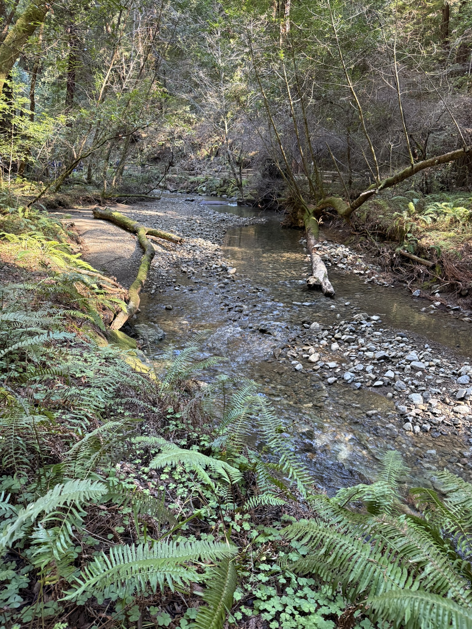 Muir Woods National Monument