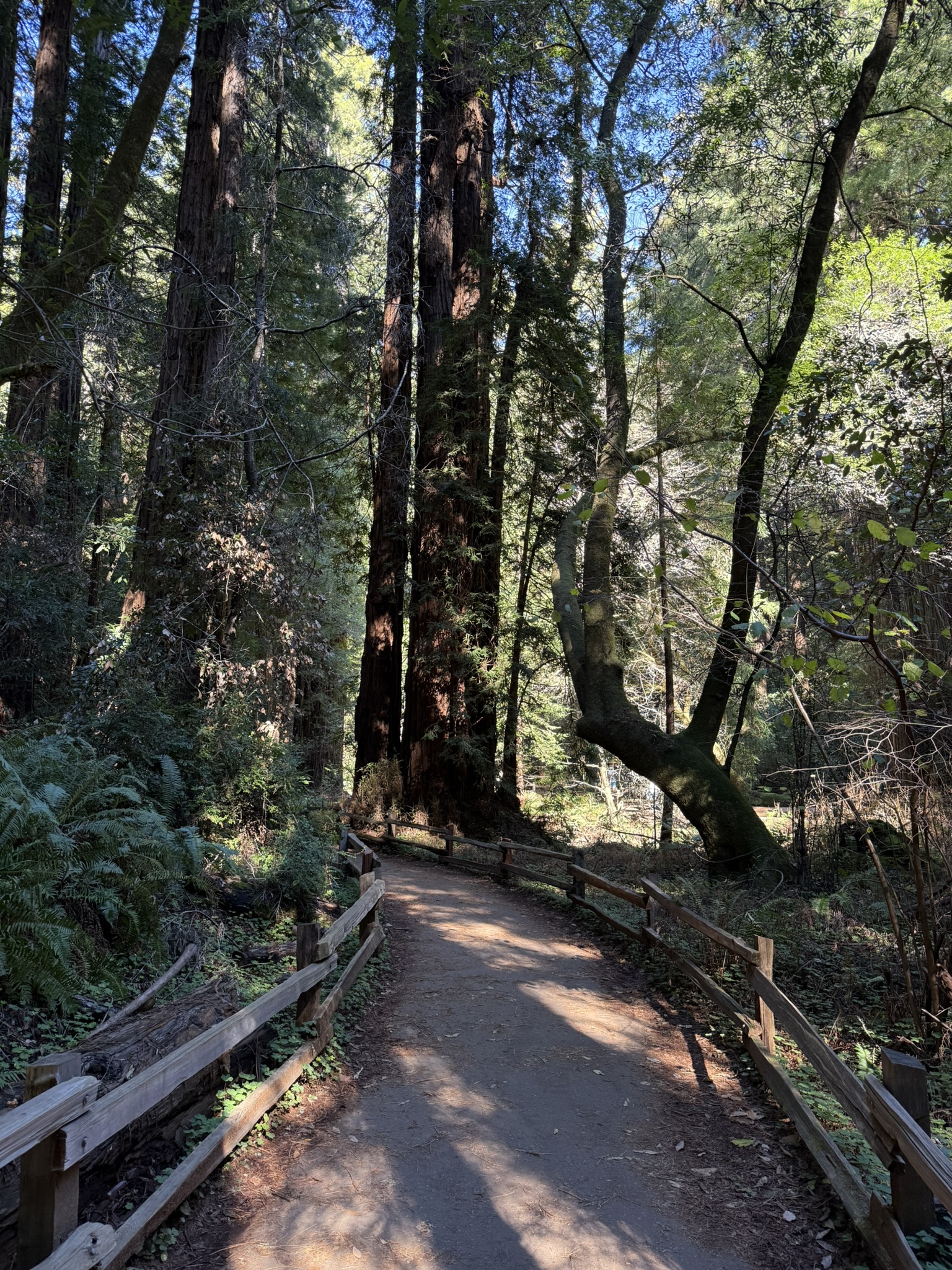 Muir Woods National Monument