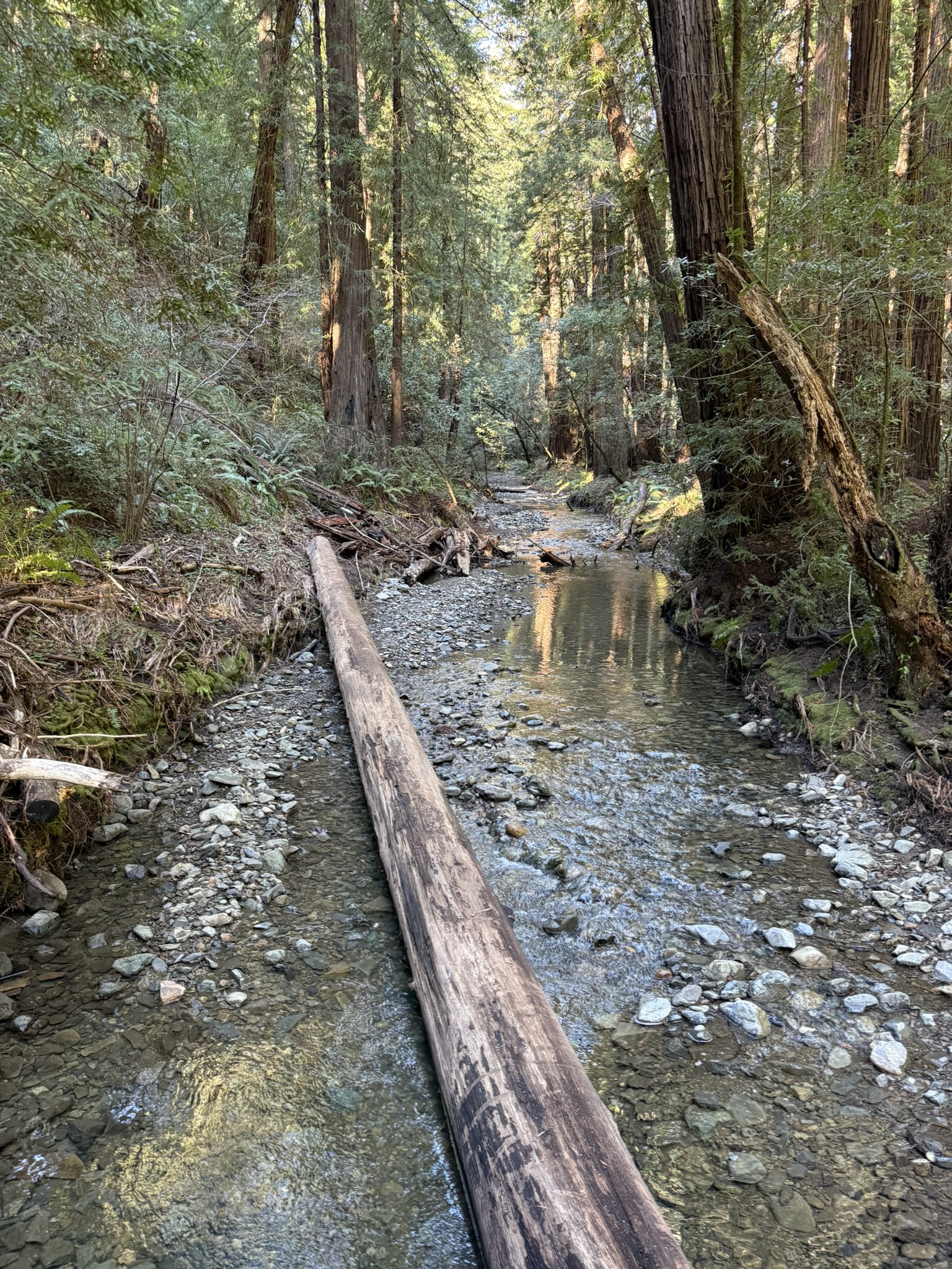 Muir Woods National Monument