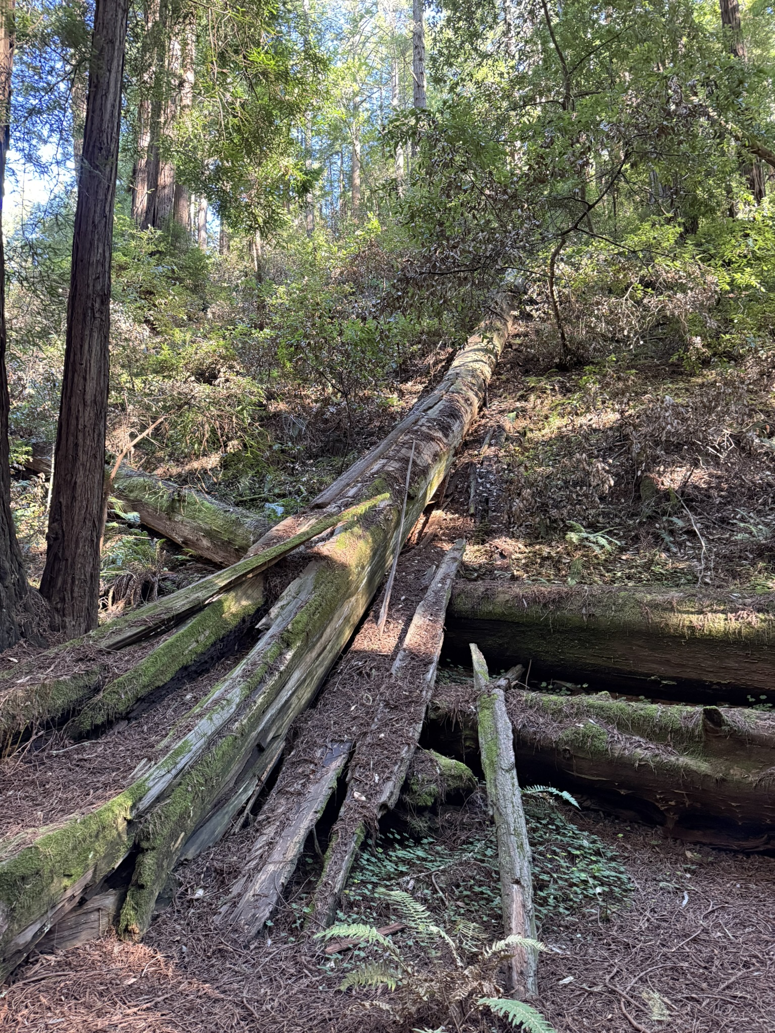 Muir Woods National Monument